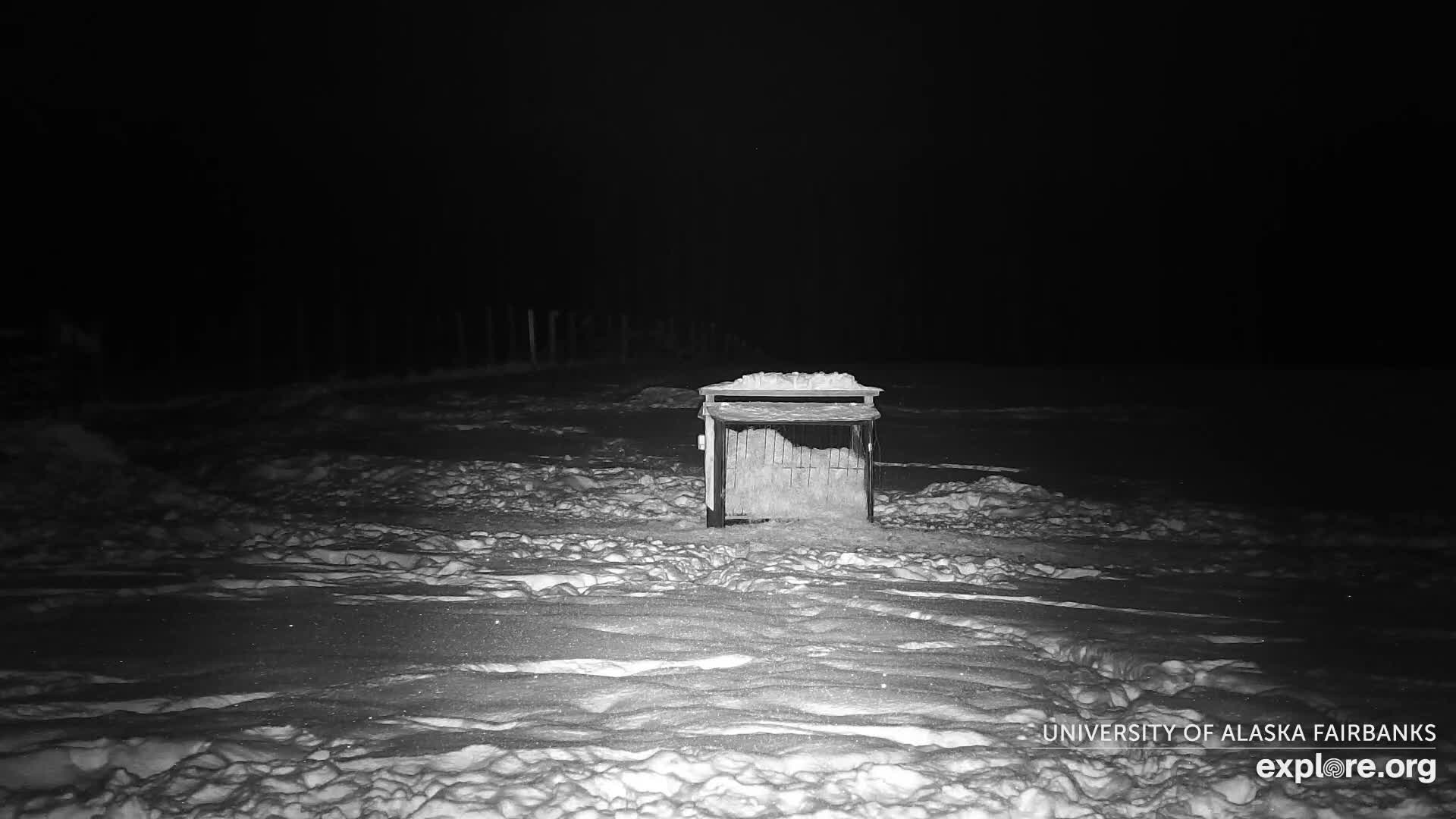 University of Alaska Fairbanks Large Animal Research Station Musk Ox Farm Live Cam - Musk Ox, College, Fairbanks North Star, Alaska, USA