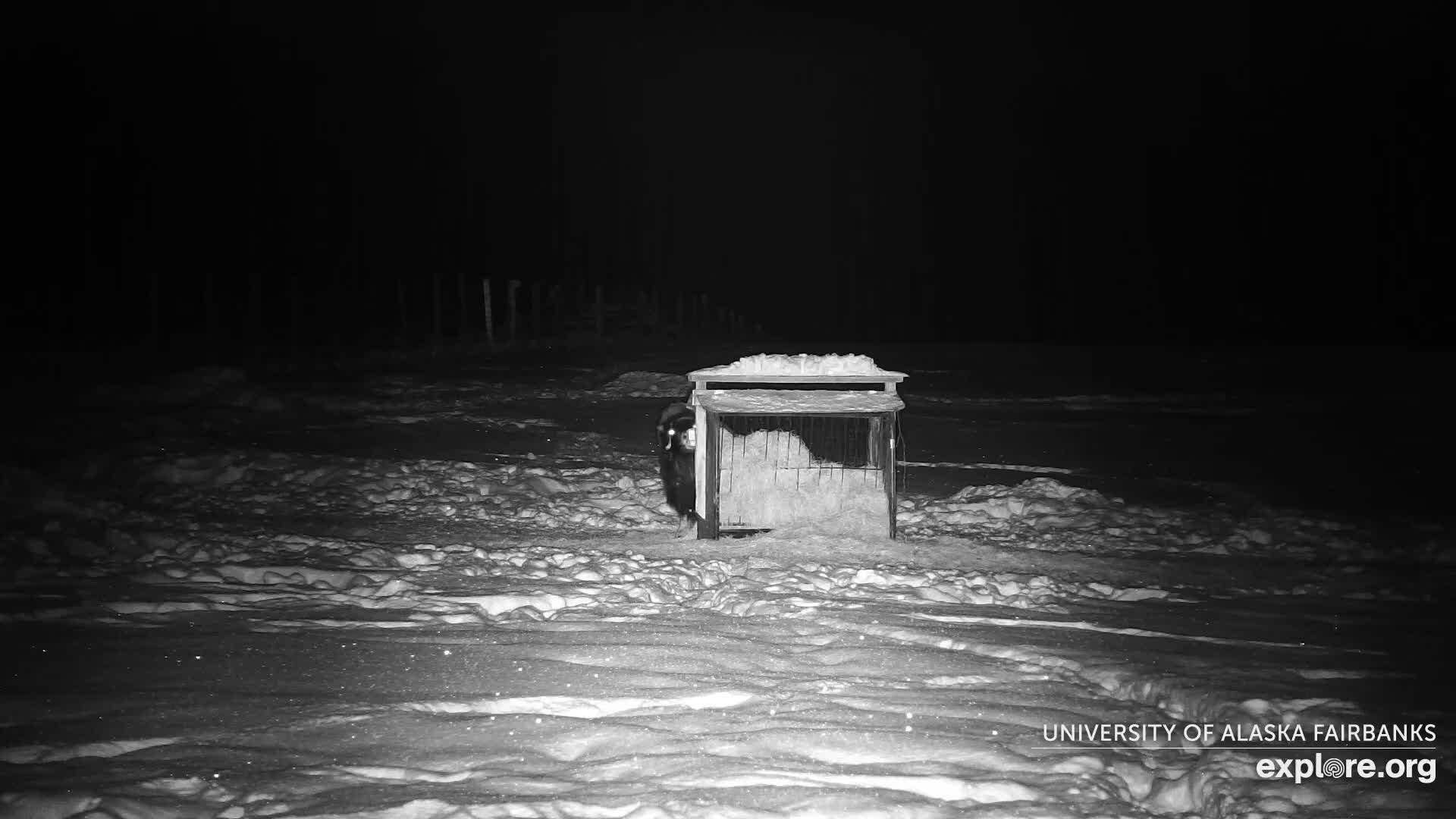 University of Alaska Fairbanks Large Animal Research Station Musk Ox Farm Live Cam - Musk Ox, College, Fairbanks North Star, Alaska, USA