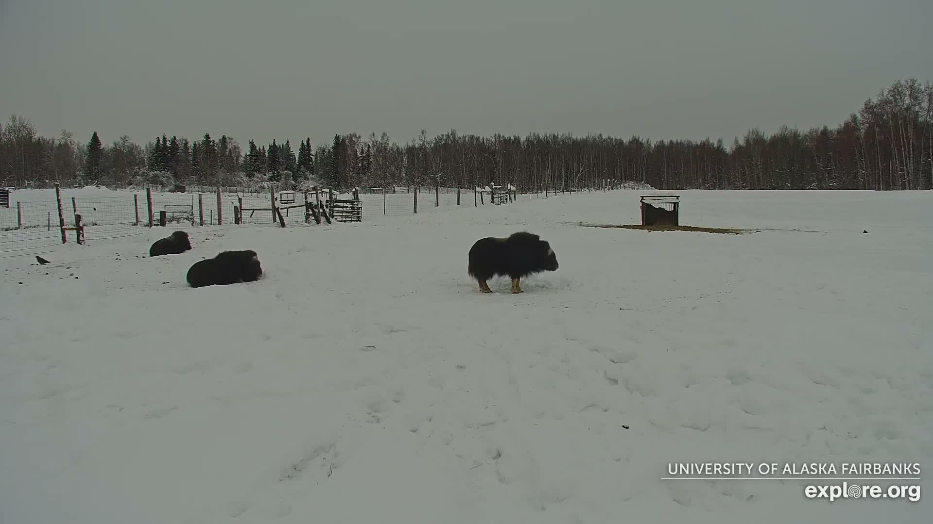 University of Alaska Fairbanks Large Animal Research Station Musk Ox Farm Live Cam - Musk Ox, College, Fairbanks North Star, Alaska, USA