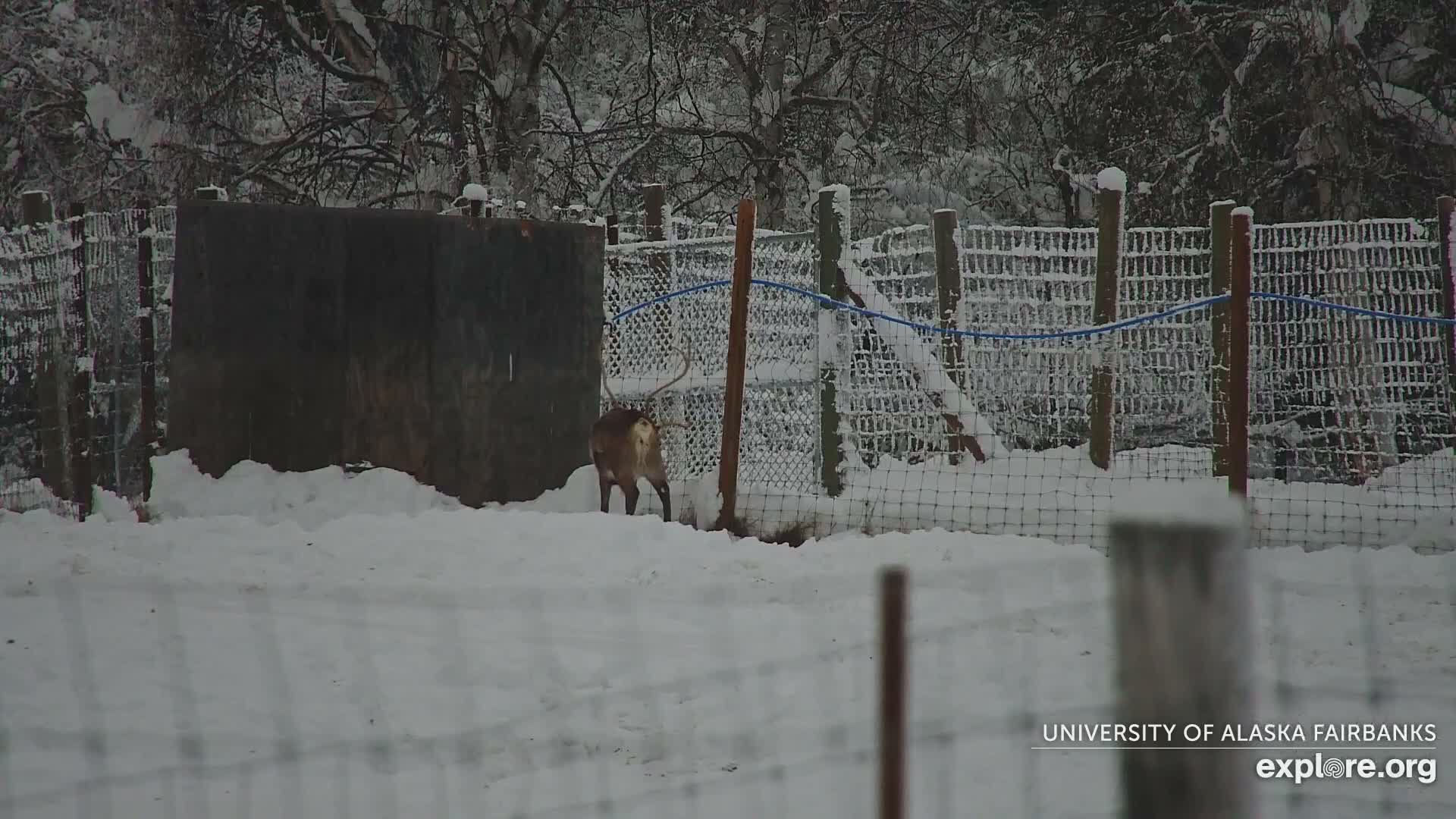 University of Alaska Fairbanks Large Animal Research Station Musk Ox Farm Live Cam - Musk Ox, College, Fairbanks North Star, Alaska, USA