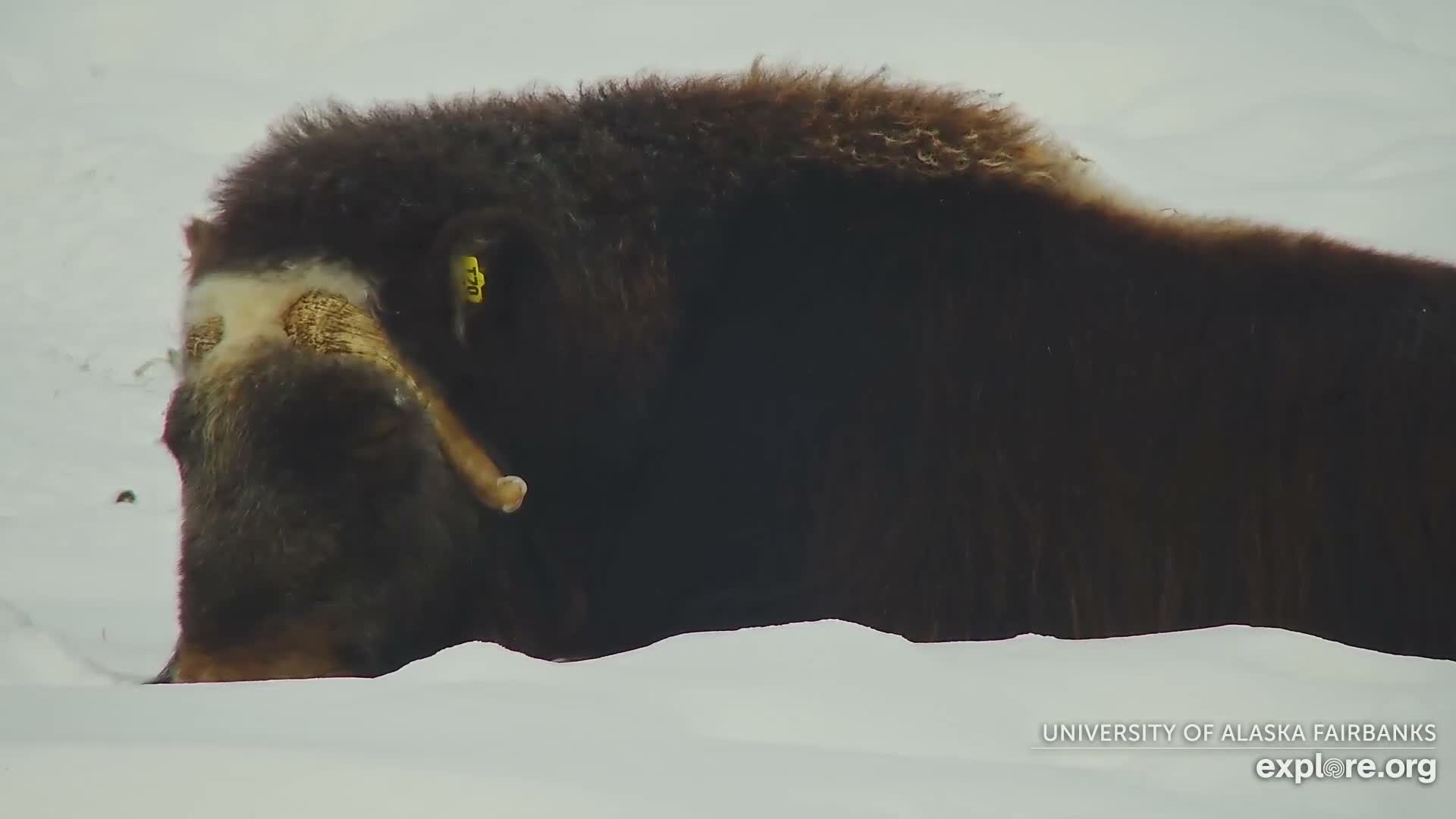 University of Alaska Fairbanks Large Animal Research Station Musk Ox Farm Live Cam - Musk Ox, College, Fairbanks North Star, Alaska, USA