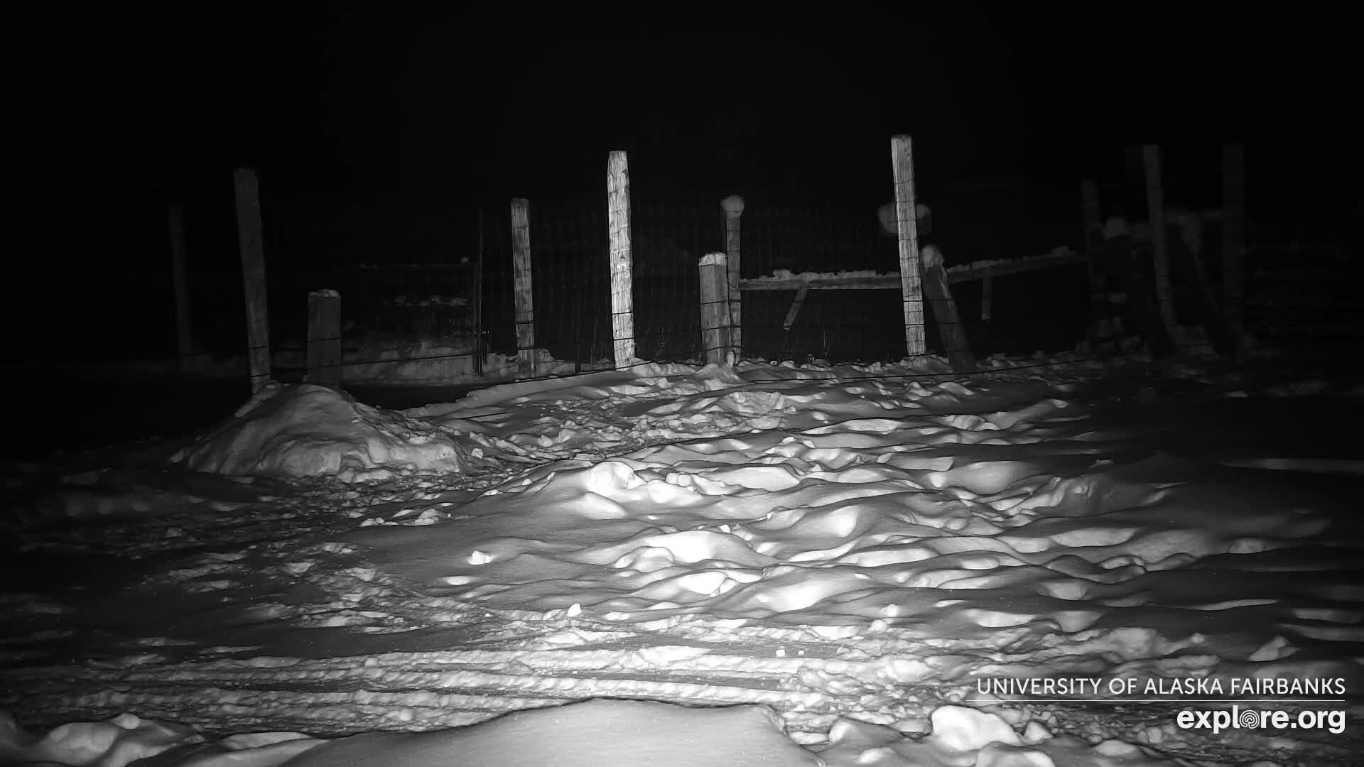 University of Alaska Fairbanks Large Animal Research Station Musk Ox Farm Live Cam - Musk Ox, College, Fairbanks North Star, Alaska, USA