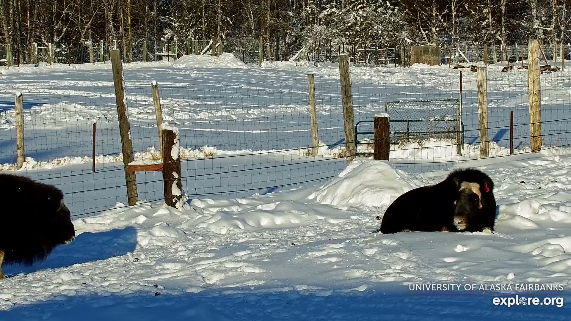 University of Alaska Fairbanks Large Animal Research Station Musk Ox Farm Live Cam - Musk Ox, College, Fairbanks North Star, Alaska, USA