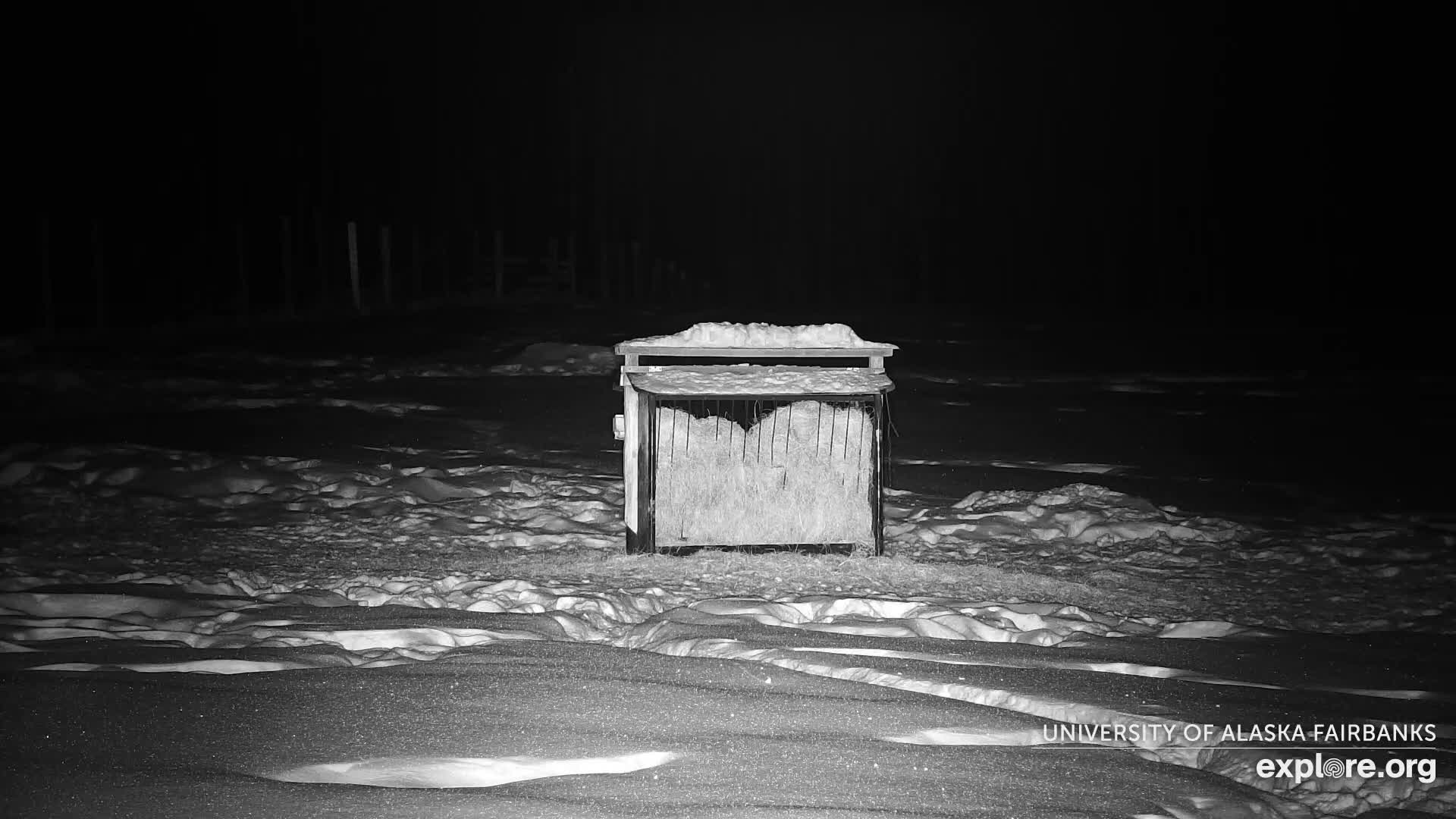 University of Alaska Fairbanks Large Animal Research Station Musk Ox Farm Live Cam - Musk Ox, College, Fairbanks North Star, Alaska, USA