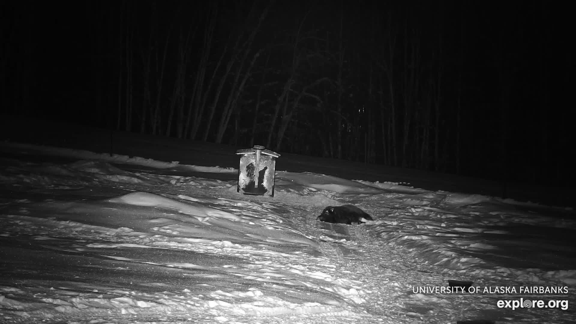University of Alaska Fairbanks Large Animal Research Station Musk Ox Farm Live Cam - Musk Ox, College, Fairbanks North Star, Alaska, USA