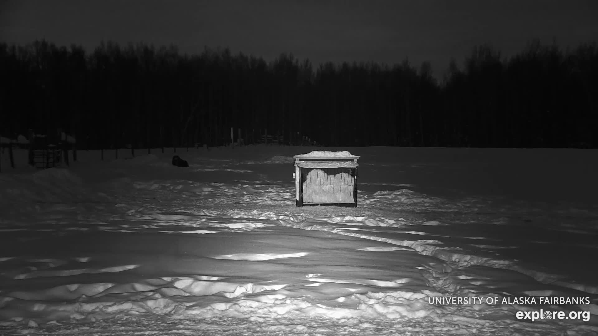 University of Alaska Fairbanks Large Animal Research Station Musk Ox Farm Live Cam - Musk Ox, College, Fairbanks North Star, Alaska, USA