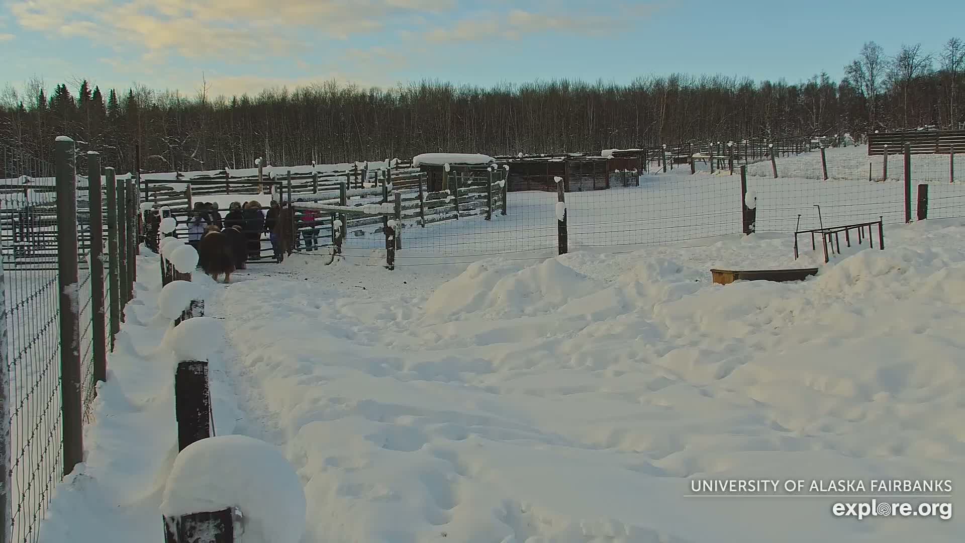 University of Alaska Fairbanks Large Animal Research Station Musk Ox Farm Live Cam - Musk Ox, College, Fairbanks North Star, Alaska, USA