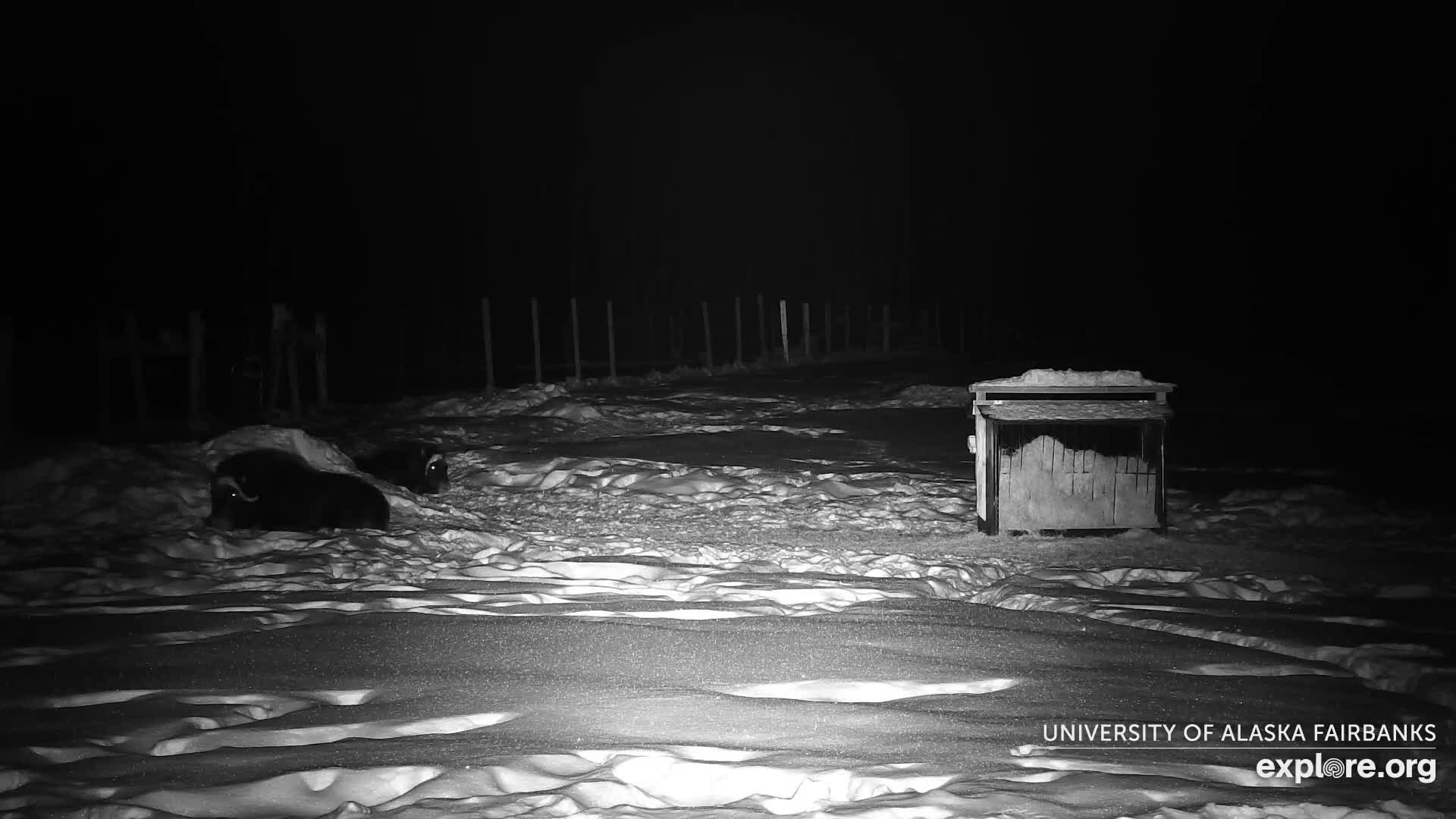 University of Alaska Fairbanks Large Animal Research Station Musk Ox Farm Live Cam - Musk Ox, College, Fairbanks North Star, Alaska, USA