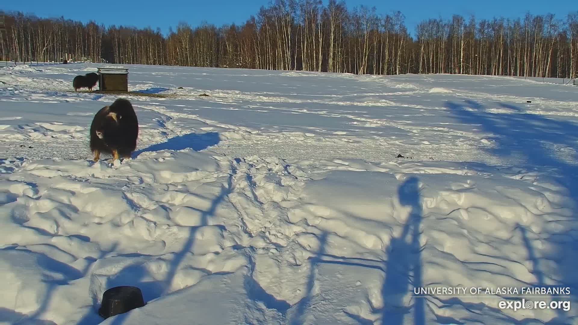 University of Alaska Fairbanks Large Animal Research Station Musk Ox Farm Live Cam - Musk Ox, College, Fairbanks North Star, Alaska, USA