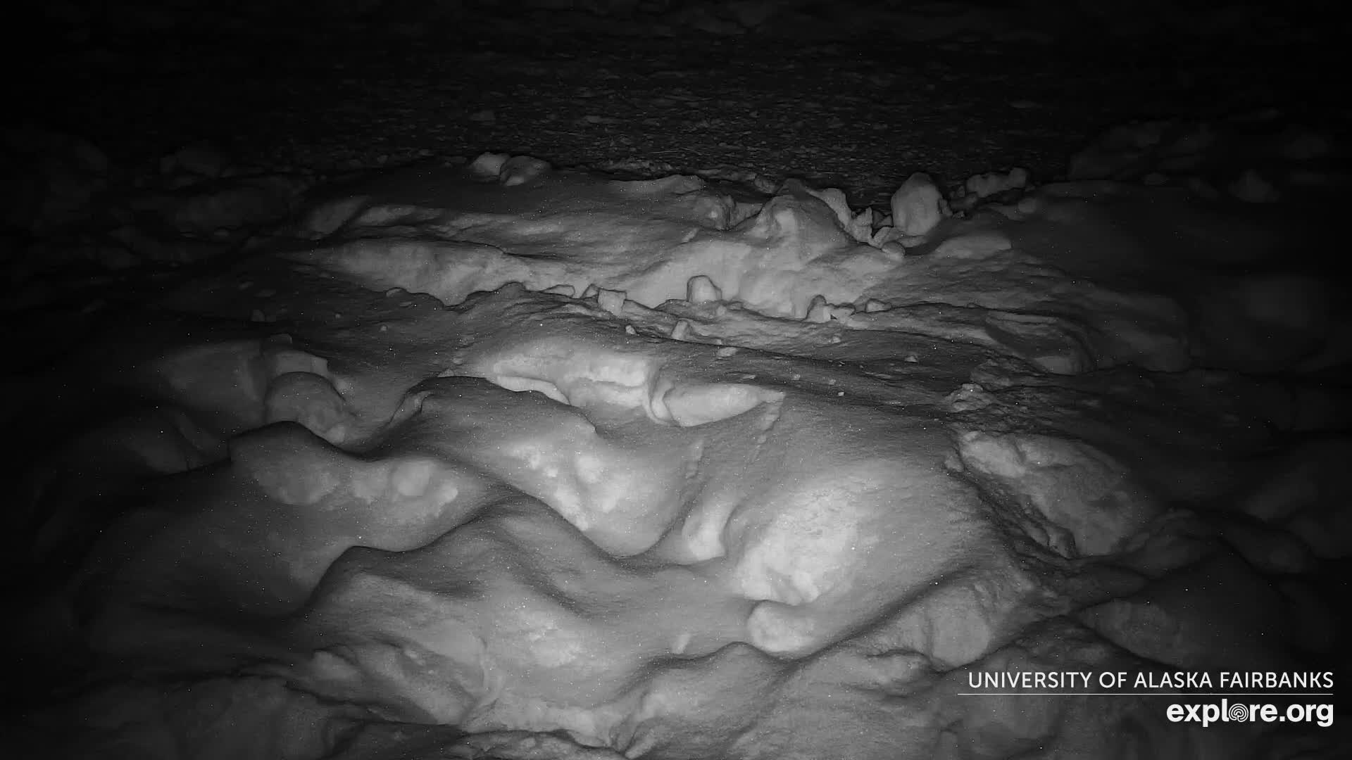 University of Alaska Fairbanks Large Animal Research Station Musk Ox Farm Live Cam - Musk Ox, College, Fairbanks North Star, Alaska, USA