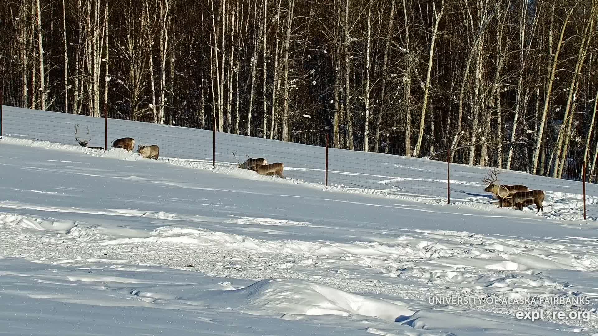 University of Alaska Fairbanks Large Animal Research Station Musk Ox Farm Live Cam - Musk Ox, College, Fairbanks North Star, Alaska, USA