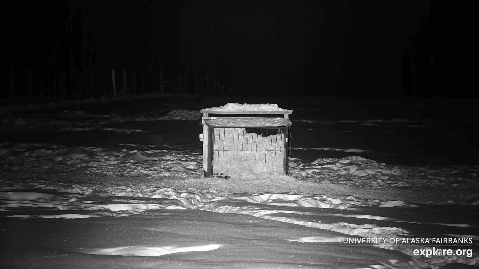 University of Alaska Fairbanks Large Animal Research Station Musk Ox Farm Live Cam - Musk Ox, College, Fairbanks North Star, Alaska, USA