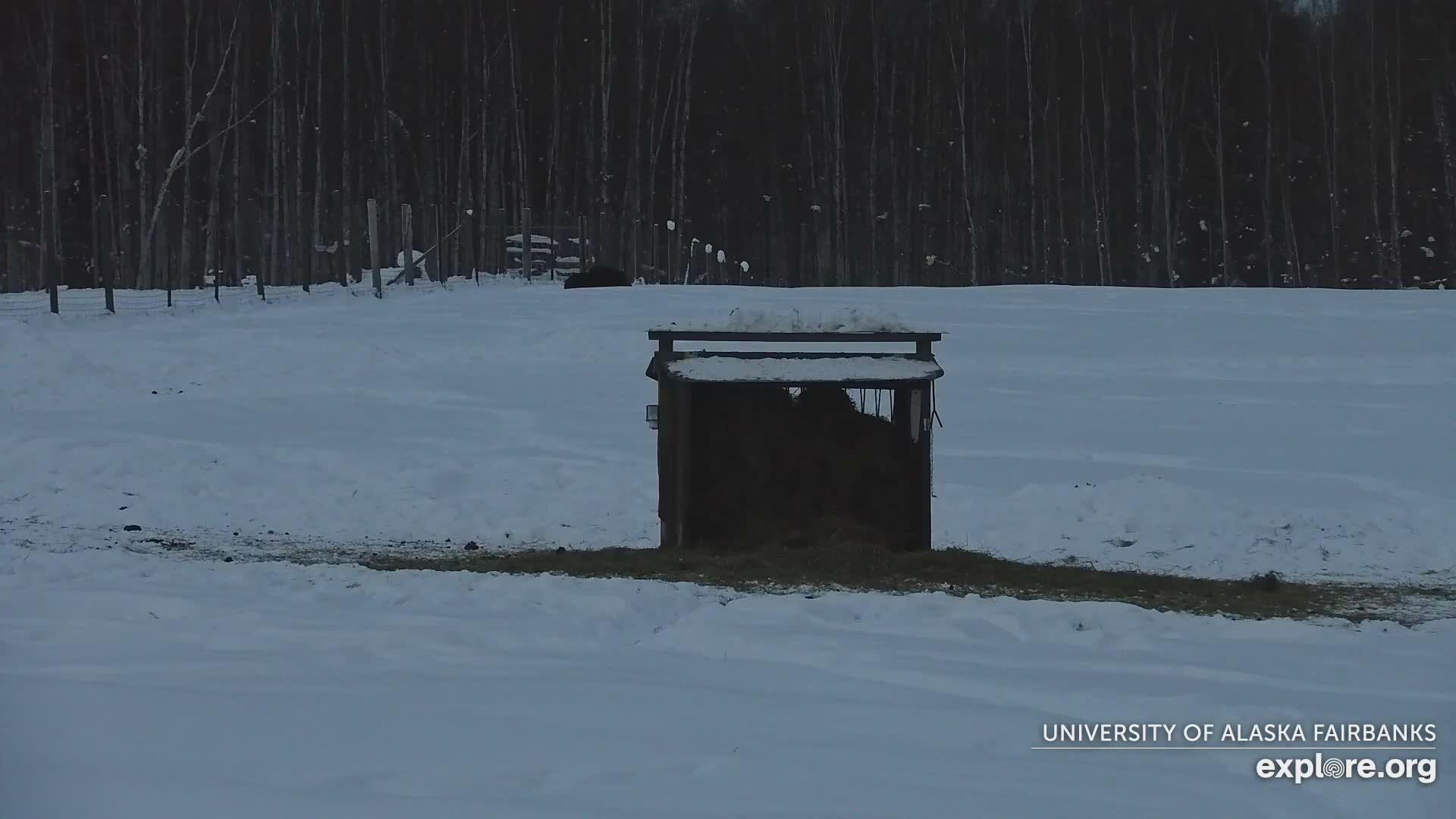 University of Alaska Fairbanks Large Animal Research Station Musk Ox Farm Live Cam - Musk Ox, College, Fairbanks North Star, Alaska, USA