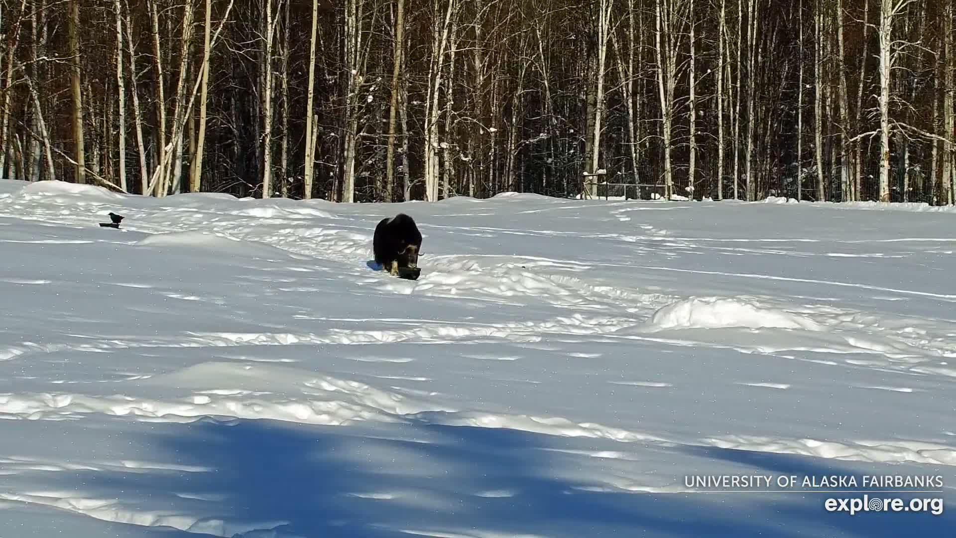 University of Alaska Fairbanks Large Animal Research Station Musk Ox Farm Live Cam - Musk Ox, College, Fairbanks North Star, Alaska, USA