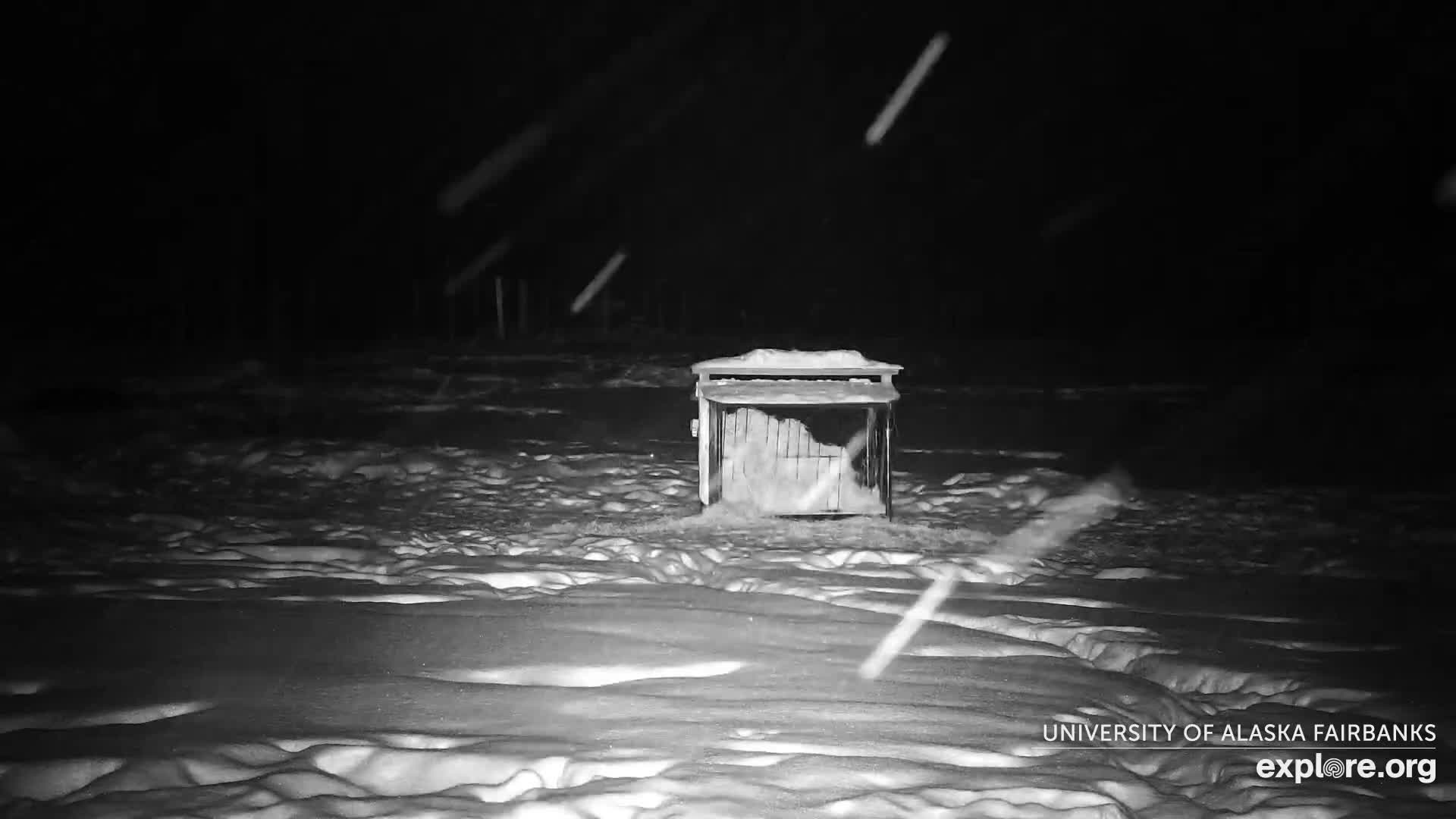 University of Alaska Fairbanks Large Animal Research Station Musk Ox Farm Live Cam - Musk Ox, College, Fairbanks North Star, Alaska, USA