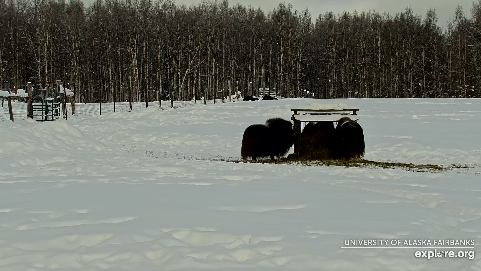 University of Alaska Fairbanks Large Animal Research Station Musk Ox Farm Live Cam - Musk Ox, College, Fairbanks North Star, Alaska, USA