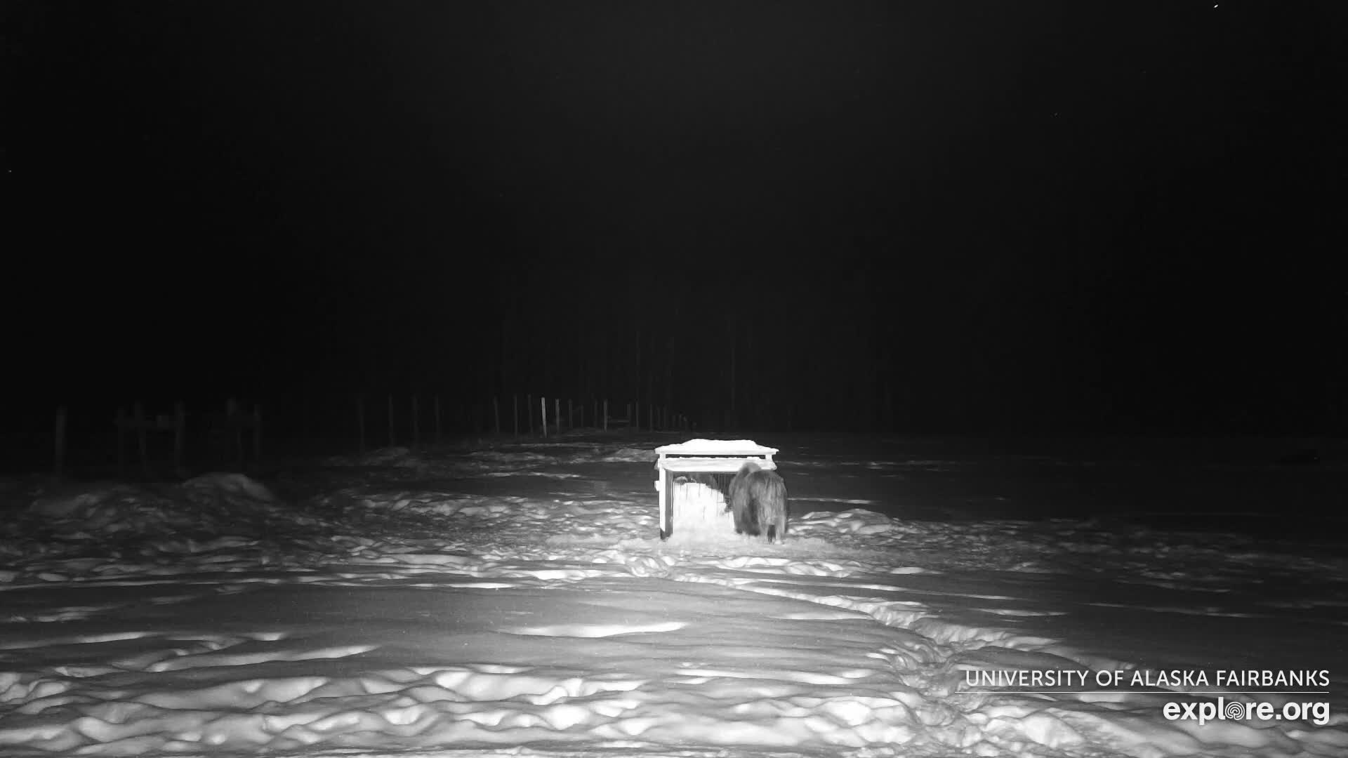 University of Alaska Fairbanks Large Animal Research Station Musk Ox Farm Live Cam - Musk Ox, College, Fairbanks North Star, Alaska, USA