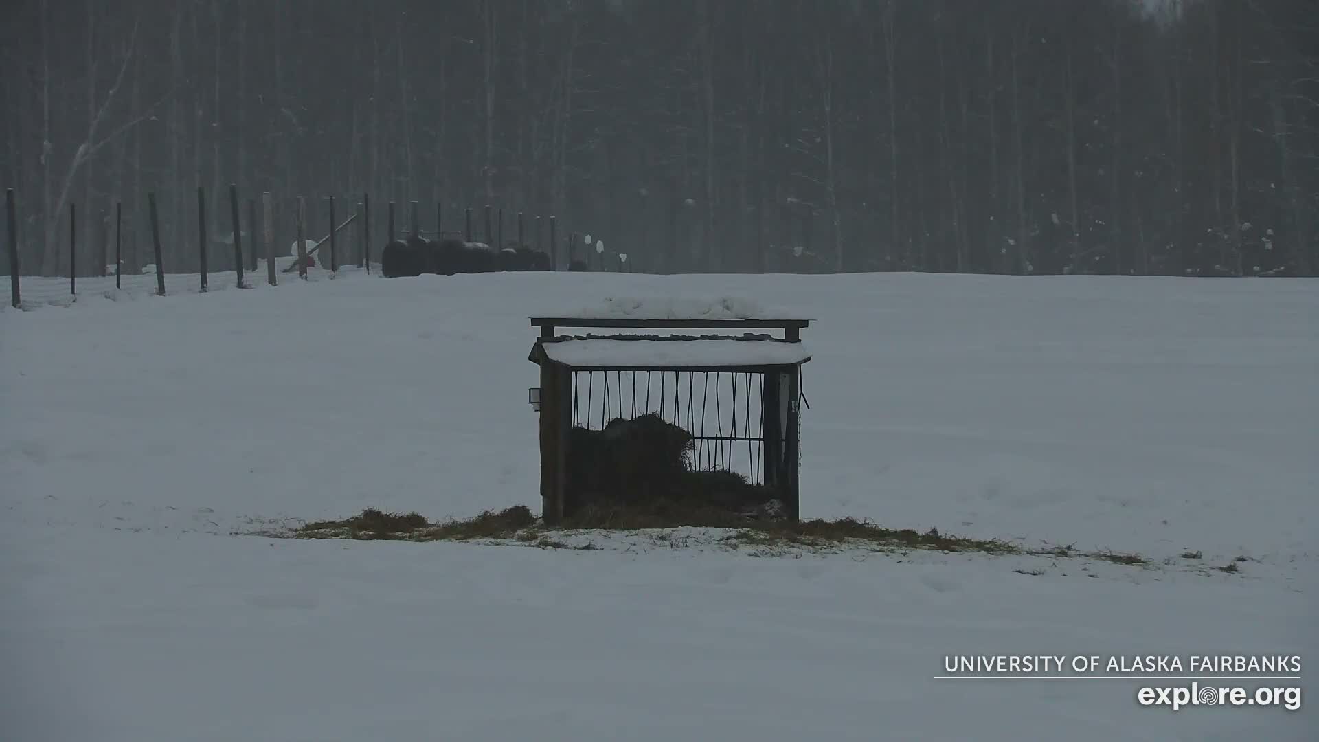 University of Alaska Fairbanks Large Animal Research Station Musk Ox Farm Live Cam - Musk Ox, College, Fairbanks North Star, Alaska, USA