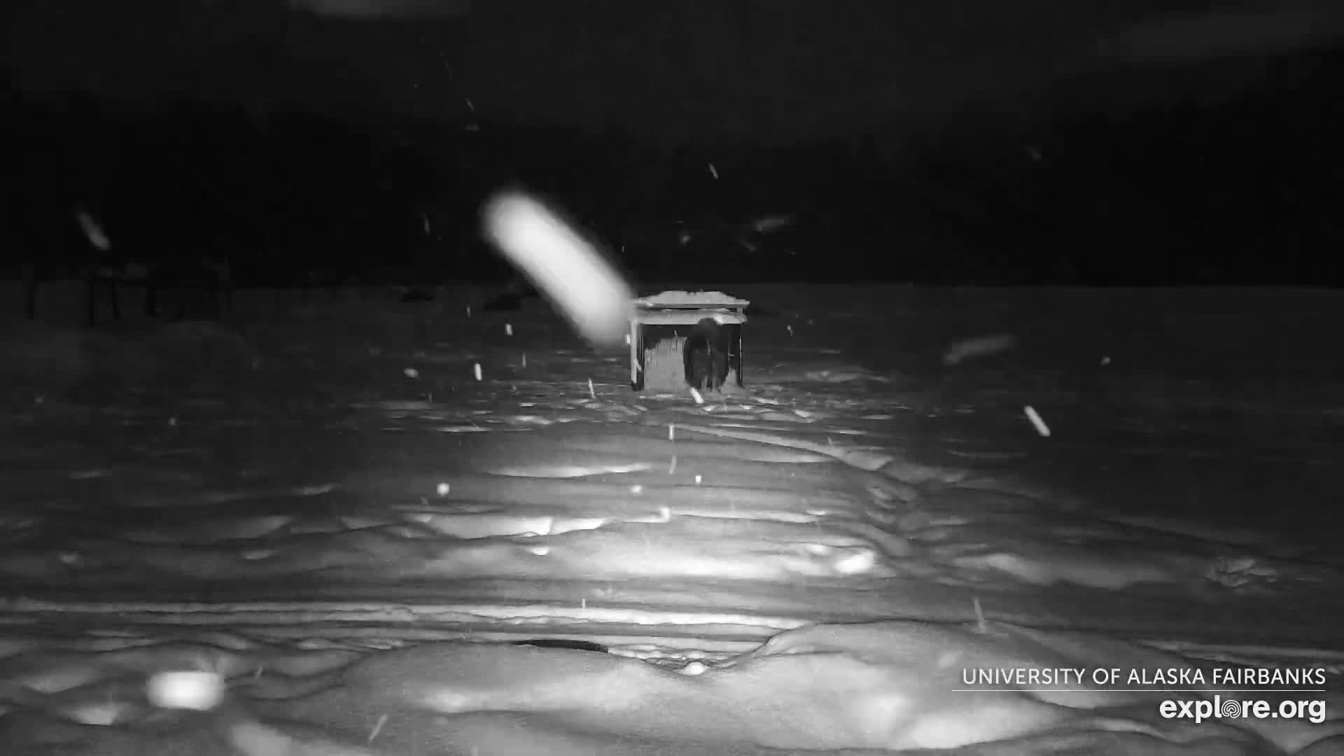 University of Alaska Fairbanks Large Animal Research Station Musk Ox Farm Live Cam - Musk Ox, College, Fairbanks North Star, Alaska, USA