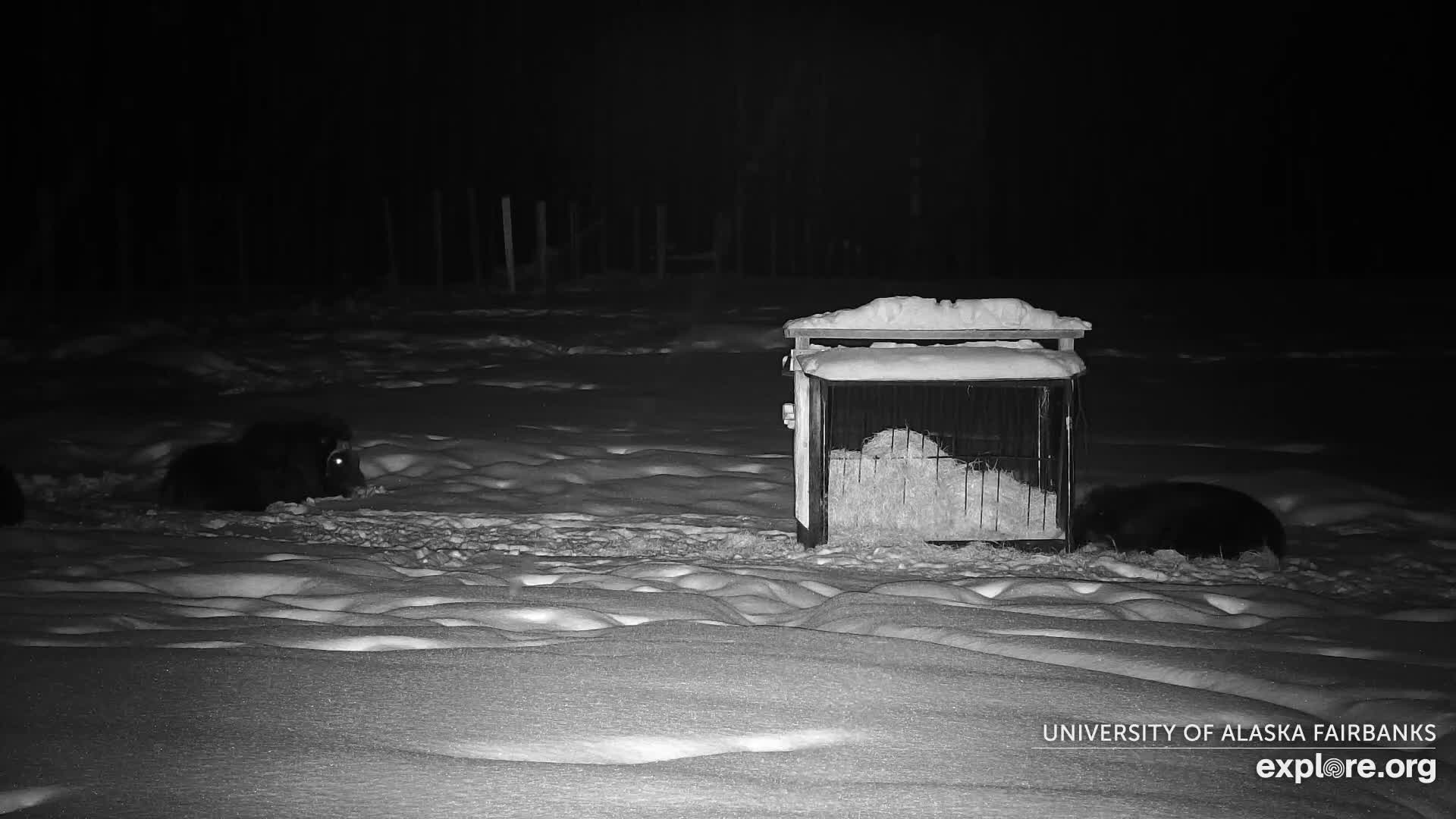University of Alaska Fairbanks Large Animal Research Station Musk Ox Farm Live Cam - Musk Ox, College, Fairbanks North Star, Alaska, USA