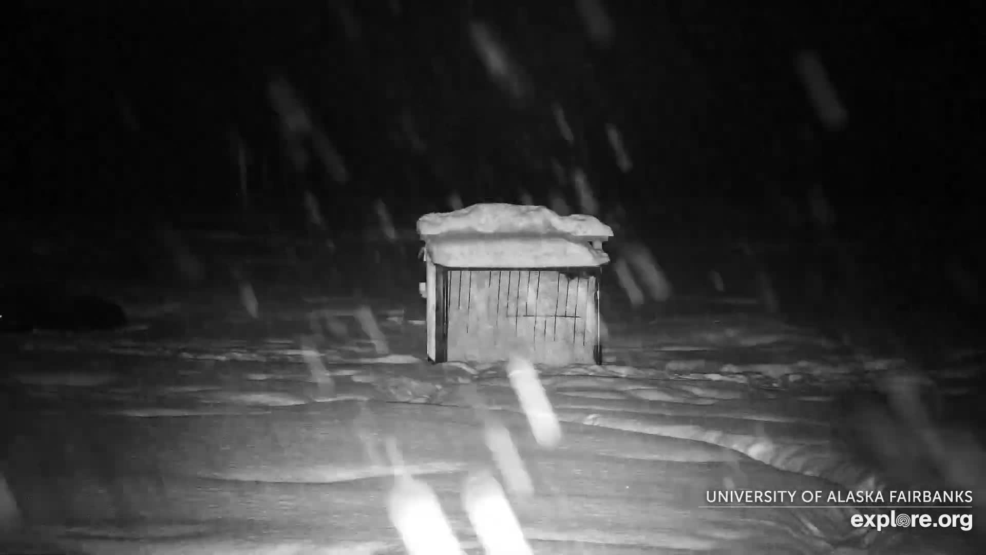 University of Alaska Fairbanks Large Animal Research Station Musk Ox Farm Live Cam - Musk Ox, College, Fairbanks North Star, Alaska, USA