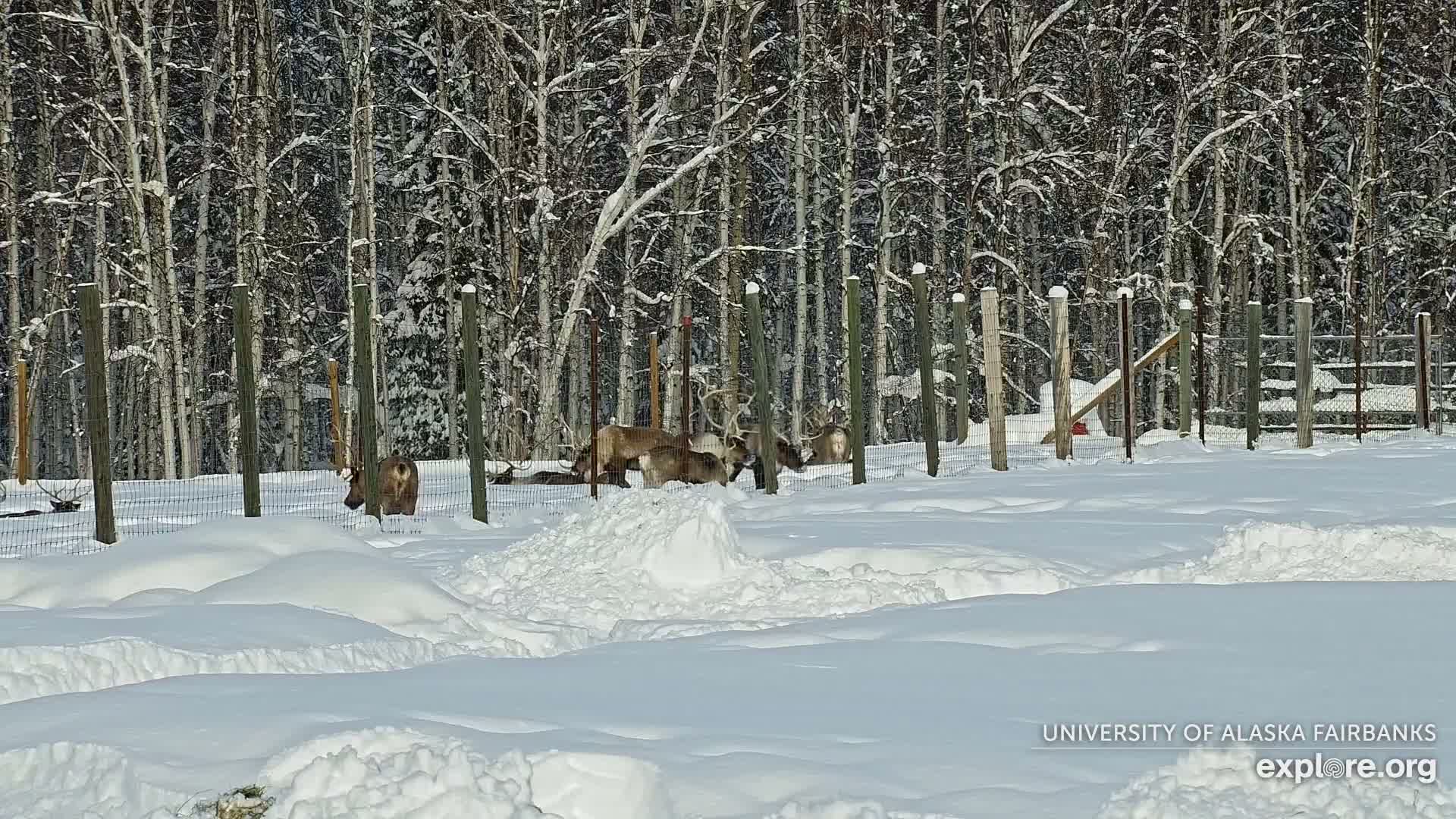 University of Alaska Fairbanks Large Animal Research Station Musk Ox Farm Live Cam - Musk Ox, College, Fairbanks North Star, Alaska, USA
