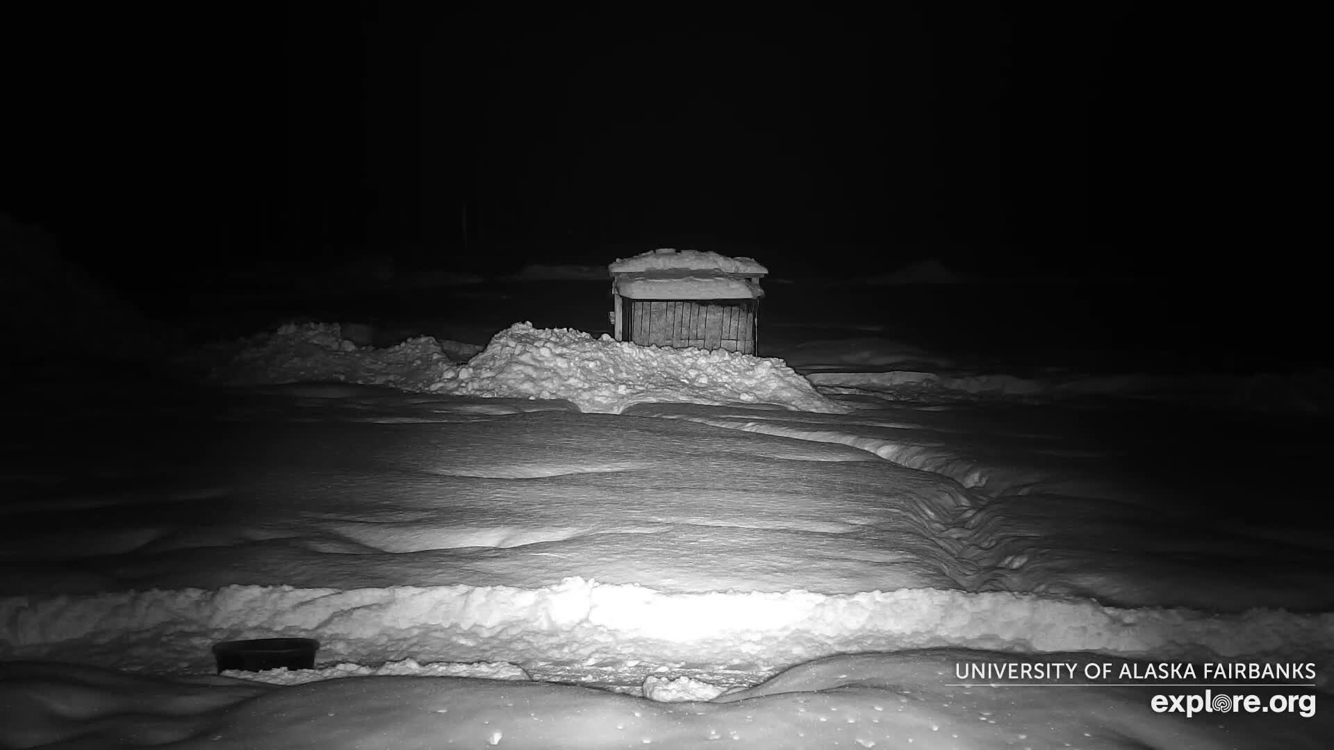 University of Alaska Fairbanks Large Animal Research Station Musk Ox Farm Live Cam - Musk Ox, College, Fairbanks North Star, Alaska, USA