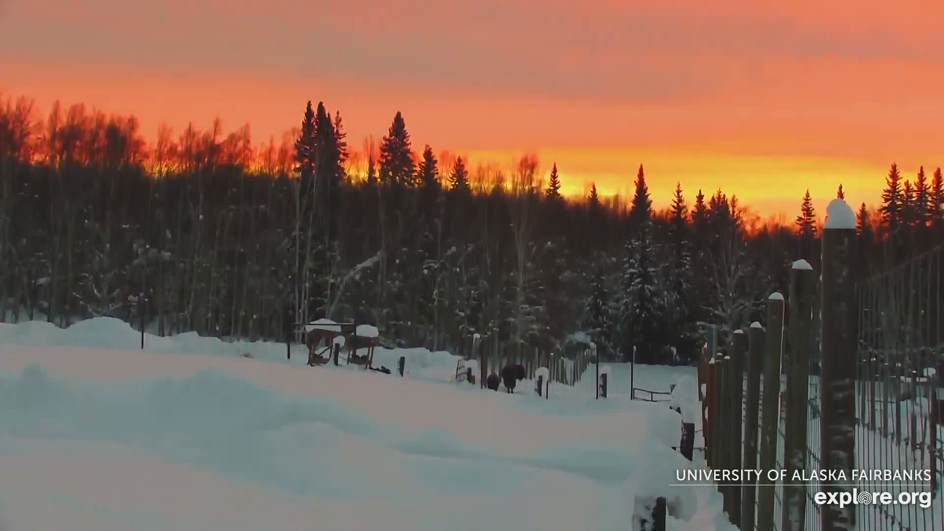 University of Alaska Fairbanks Large Animal Research Station Musk Ox Farm Live Cam - Musk Ox, College, Fairbanks North Star, Alaska, USA