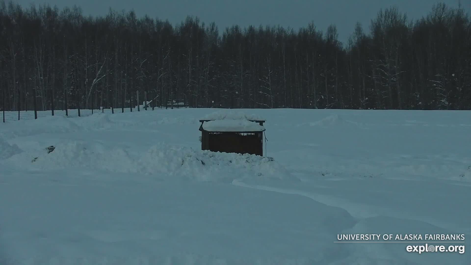University of Alaska Fairbanks Large Animal Research Station Musk Ox Farm Live Cam - Musk Ox, College, Fairbanks North Star, Alaska, USA
