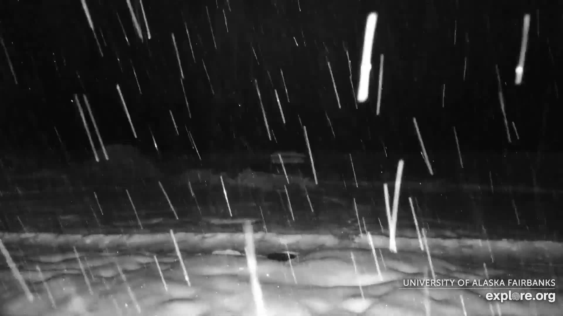 University of Alaska Fairbanks Large Animal Research Station Musk Ox Farm Live Cam - Musk Ox, College, Fairbanks North Star, Alaska, USA