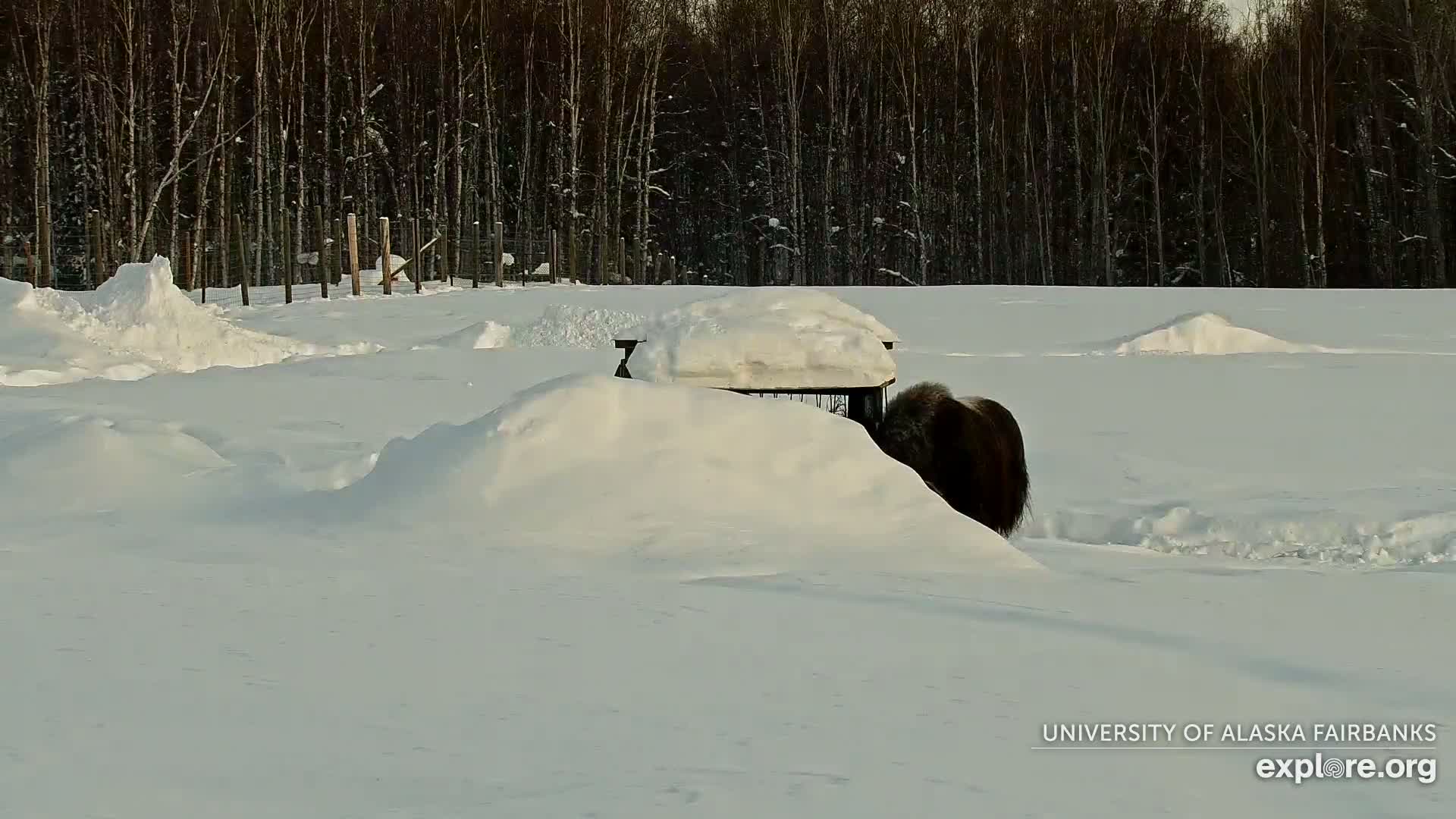University of Alaska Fairbanks Large Animal Research Station Musk Ox Farm Live Cam - Musk Ox, College, Fairbanks North Star, Alaska, USA