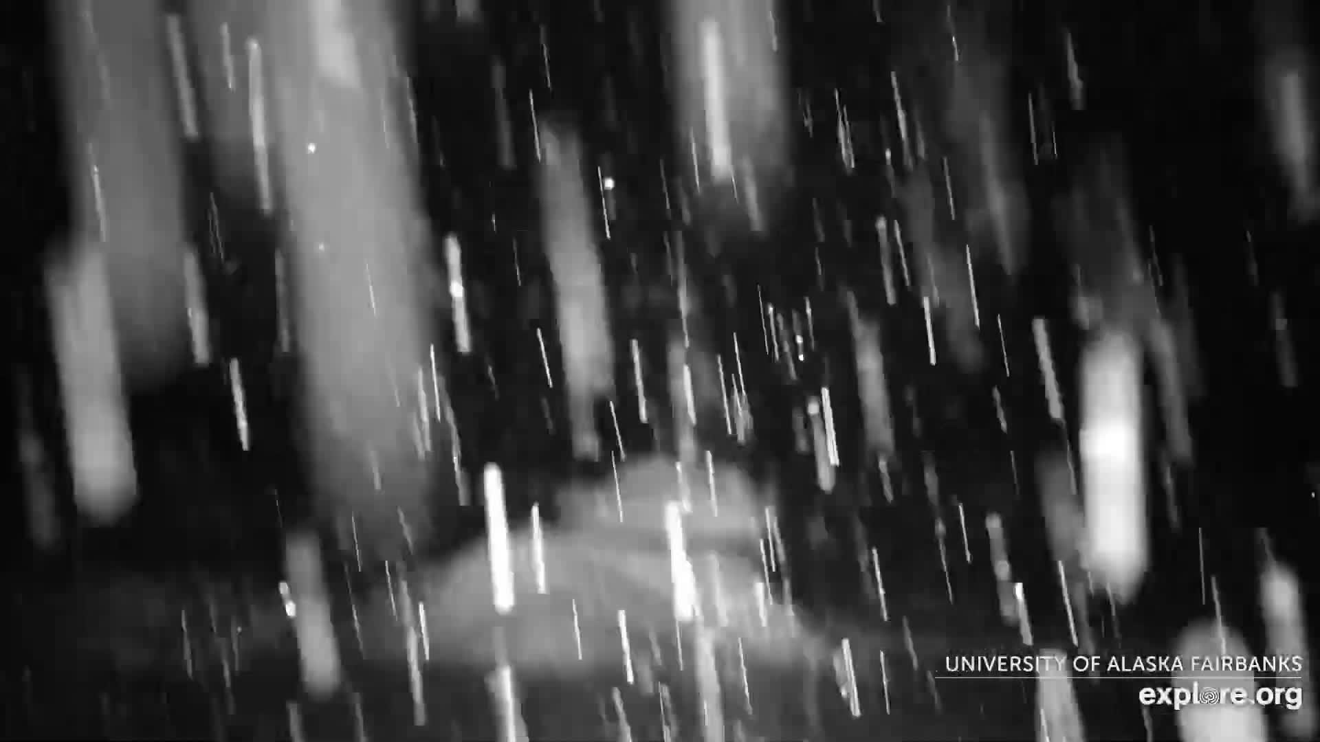 University of Alaska Fairbanks Large Animal Research Station Musk Ox Farm Live Cam - Musk Ox, College, Fairbanks North Star, Alaska, USA