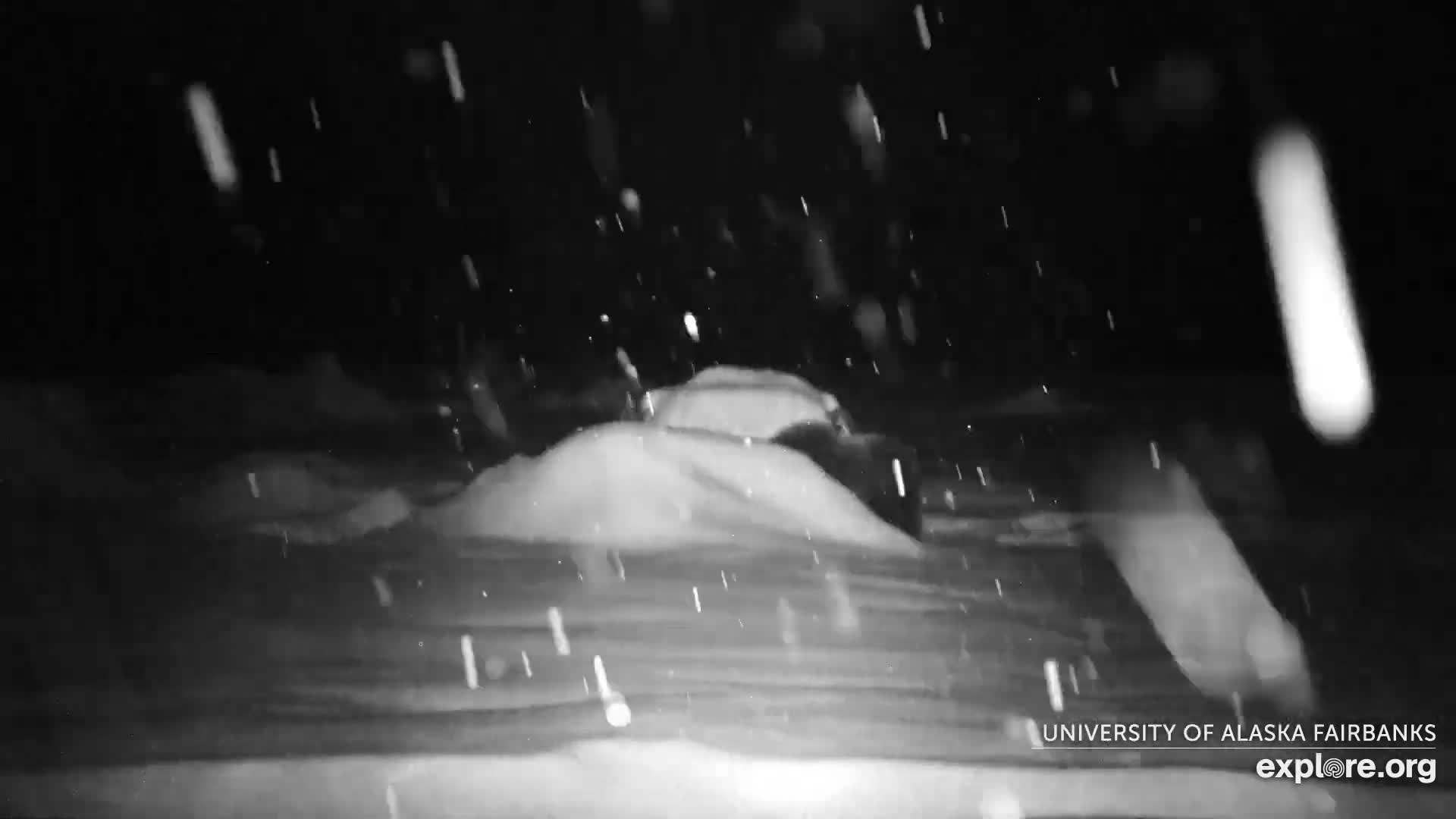 University of Alaska Fairbanks Large Animal Research Station Musk Ox Farm Live Cam - Musk Ox, College, Fairbanks North Star, Alaska, USA