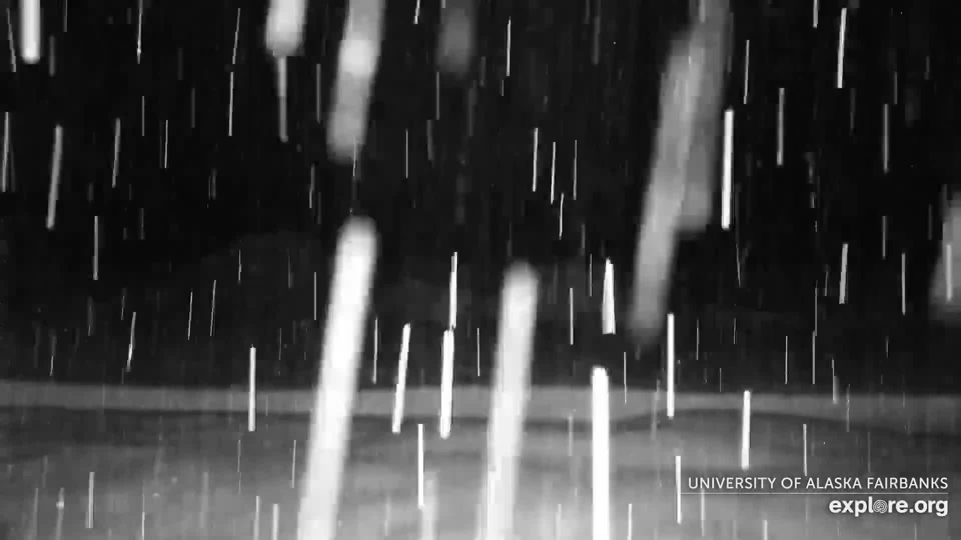 University of Alaska Fairbanks Large Animal Research Station Musk Ox Farm Live Cam - Musk Ox, College, Fairbanks North Star, Alaska, USA