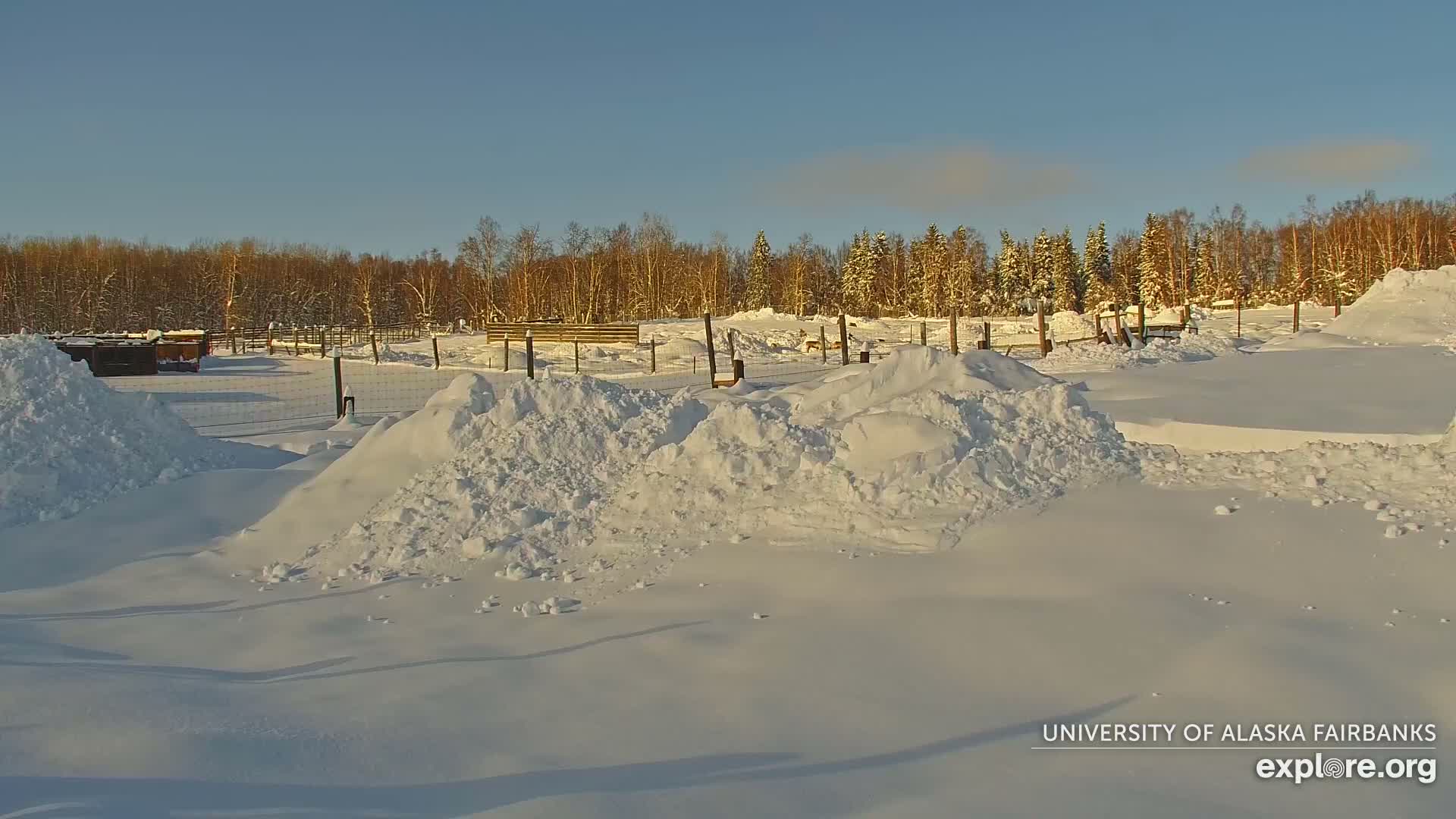University of Alaska Fairbanks Large Animal Research Station Musk Ox Farm Live Cam - Musk Ox, College, Fairbanks North Star, Alaska, USA