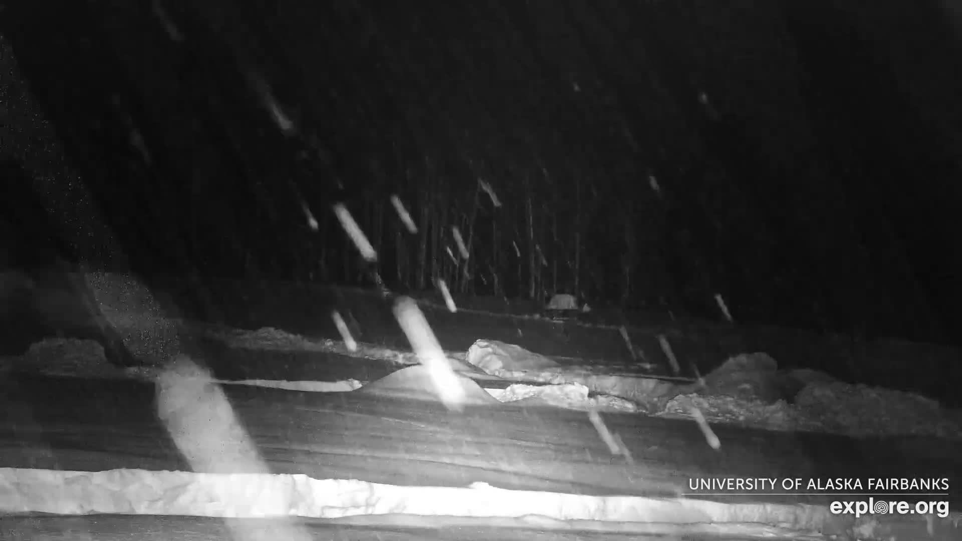 University of Alaska Fairbanks Large Animal Research Station Musk Ox Farm Live Cam - Musk Ox, College, Fairbanks North Star, Alaska, USA