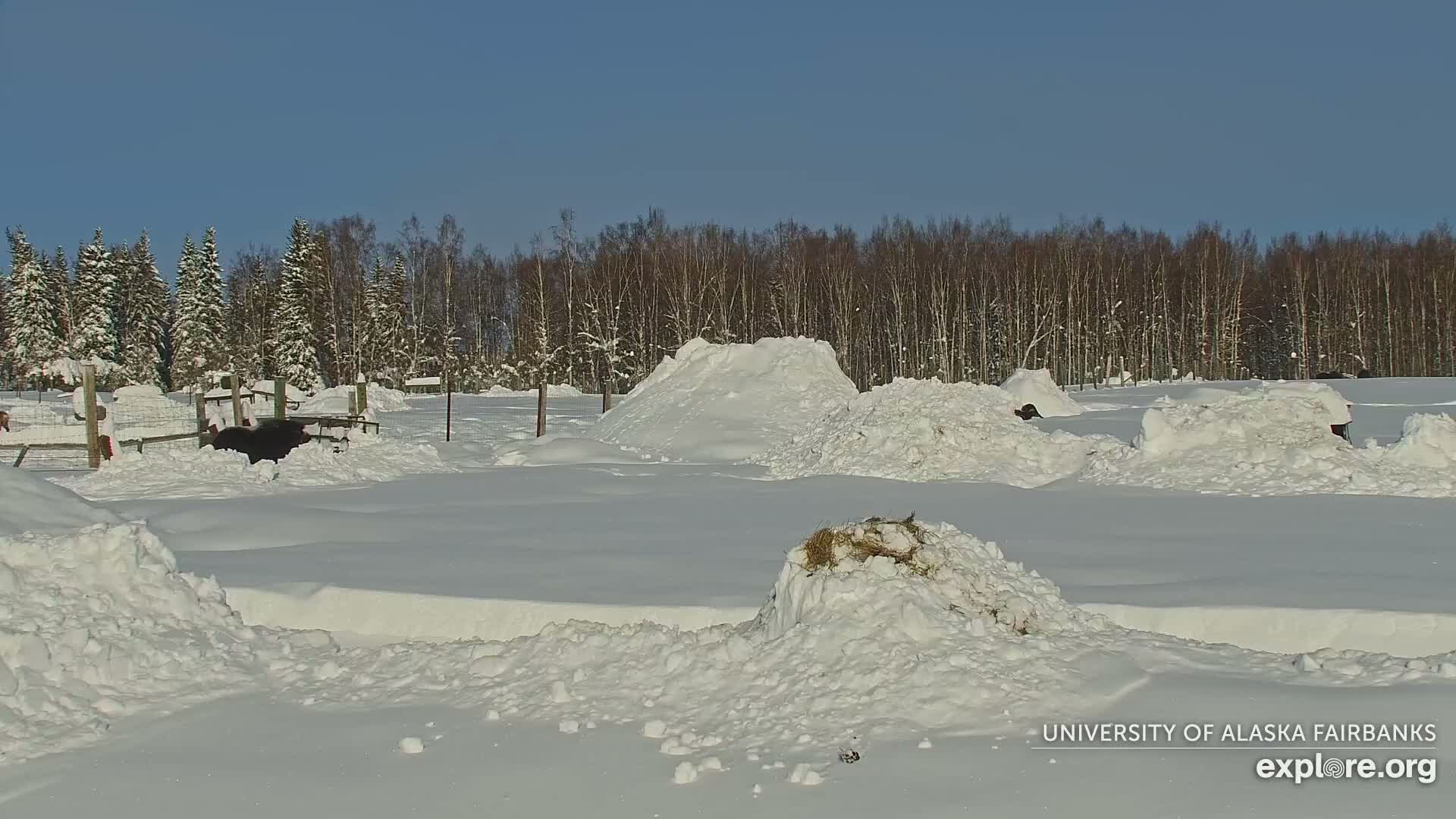 University of Alaska Fairbanks Large Animal Research Station Musk Ox Farm Live Cam - Musk Ox, College, Fairbanks North Star, Alaska, USA