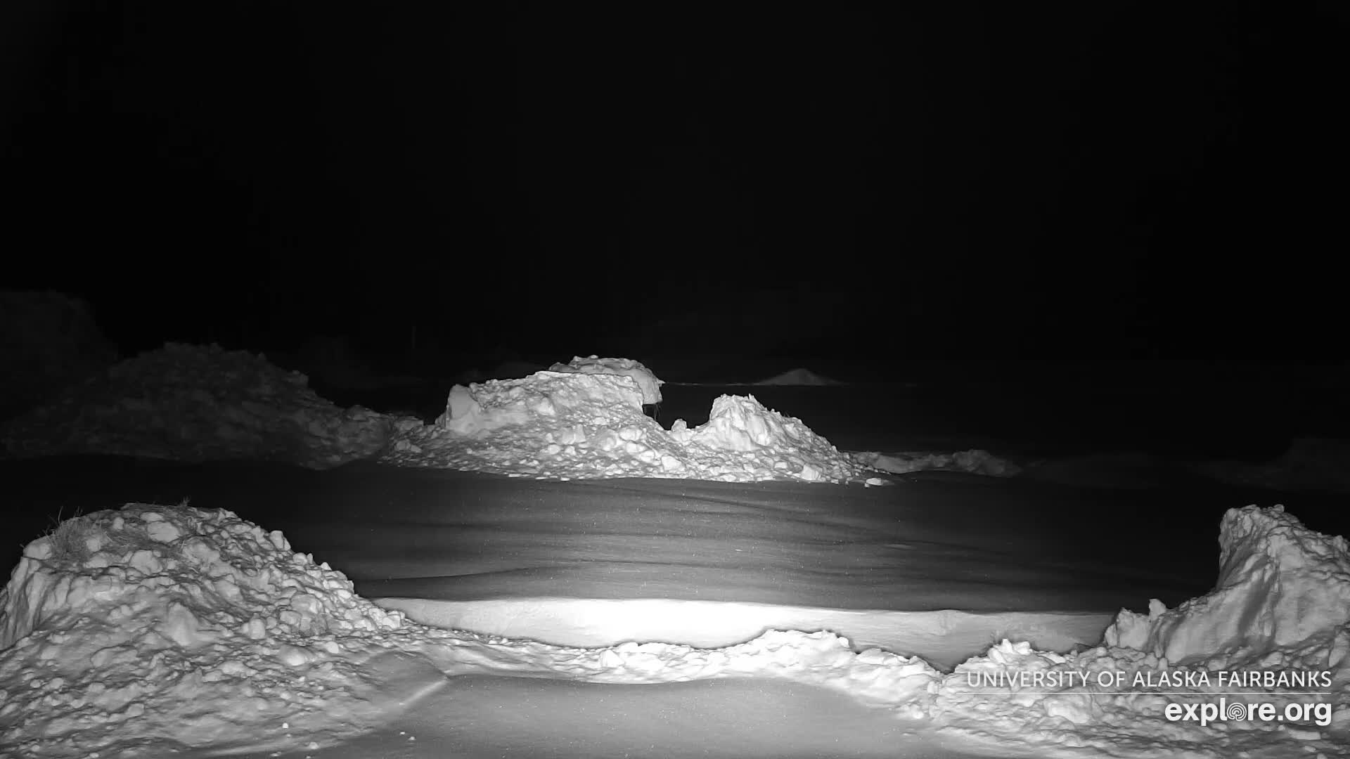 University of Alaska Fairbanks Large Animal Research Station Musk Ox Farm Live Cam - Musk Ox, College, Fairbanks North Star, Alaska, USA
