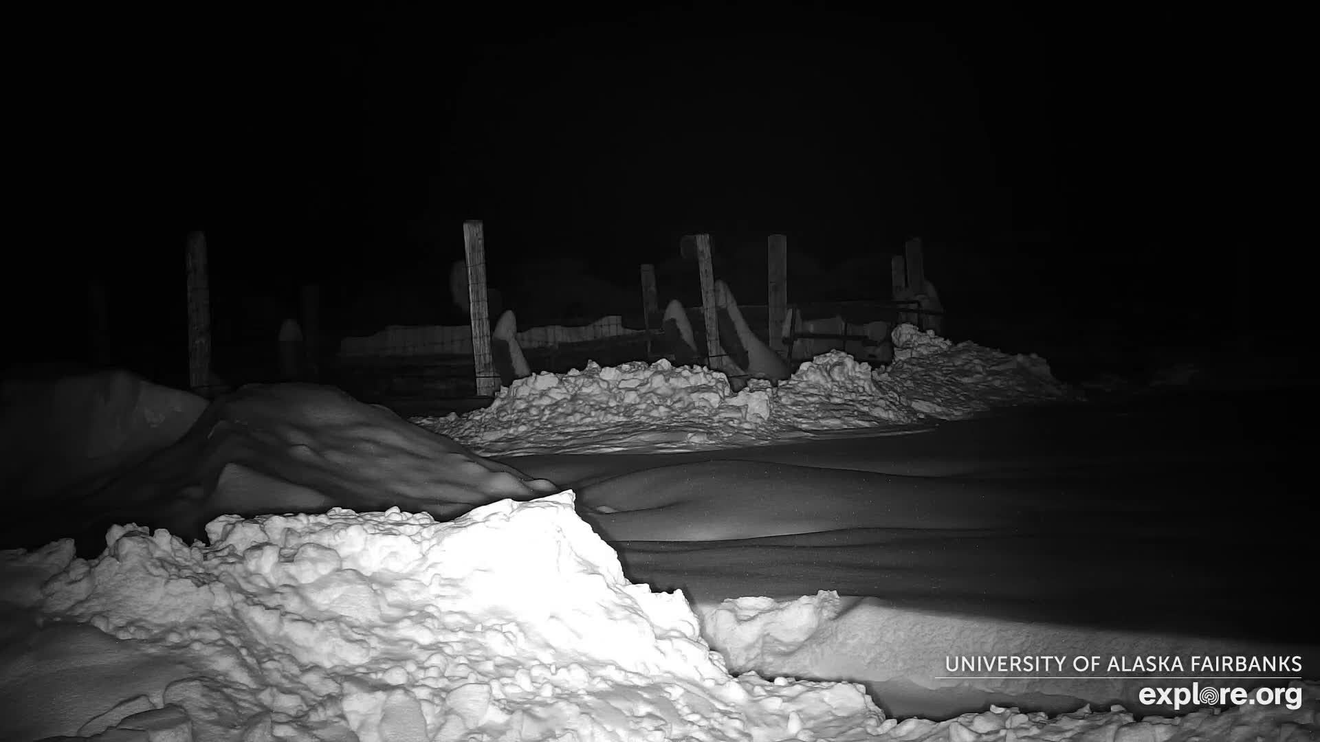 University of Alaska Fairbanks Large Animal Research Station Musk Ox Farm Live Cam - Musk Ox, College, Fairbanks North Star, Alaska, USA