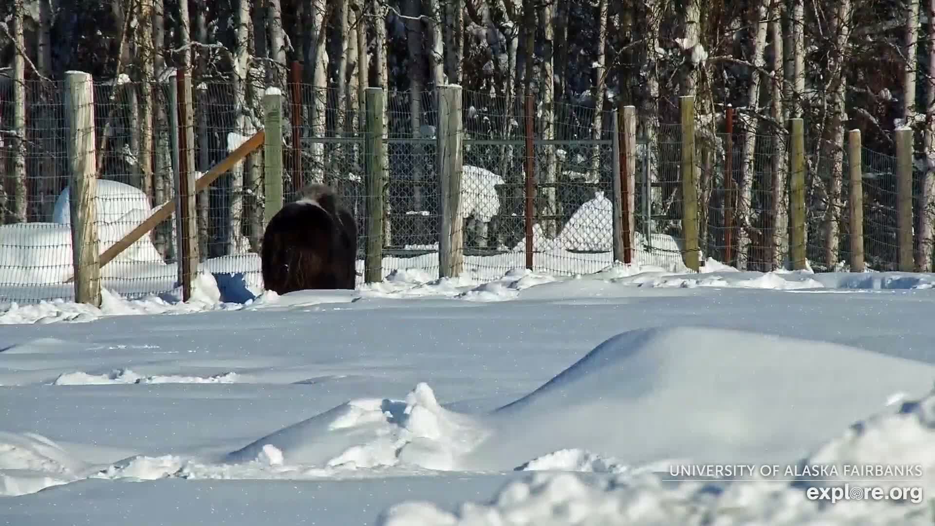 University of Alaska Fairbanks Large Animal Research Station Musk Ox Farm Live Cam - Musk Ox, College, Fairbanks North Star, Alaska, USA