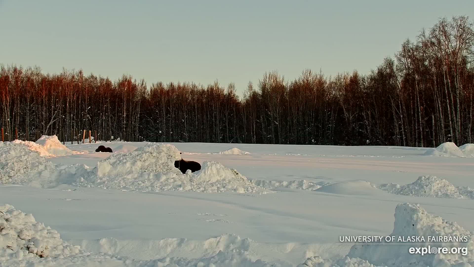 University of Alaska Fairbanks Large Animal Research Station Musk Ox Farm Live Cam - Musk Ox, College, Fairbanks North Star, Alaska, USA