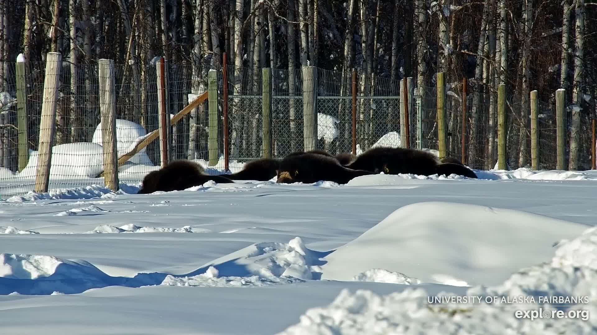 University of Alaska Fairbanks Large Animal Research Station Musk Ox Farm Live Cam - Musk Ox, College, Fairbanks North Star, Alaska, USA
