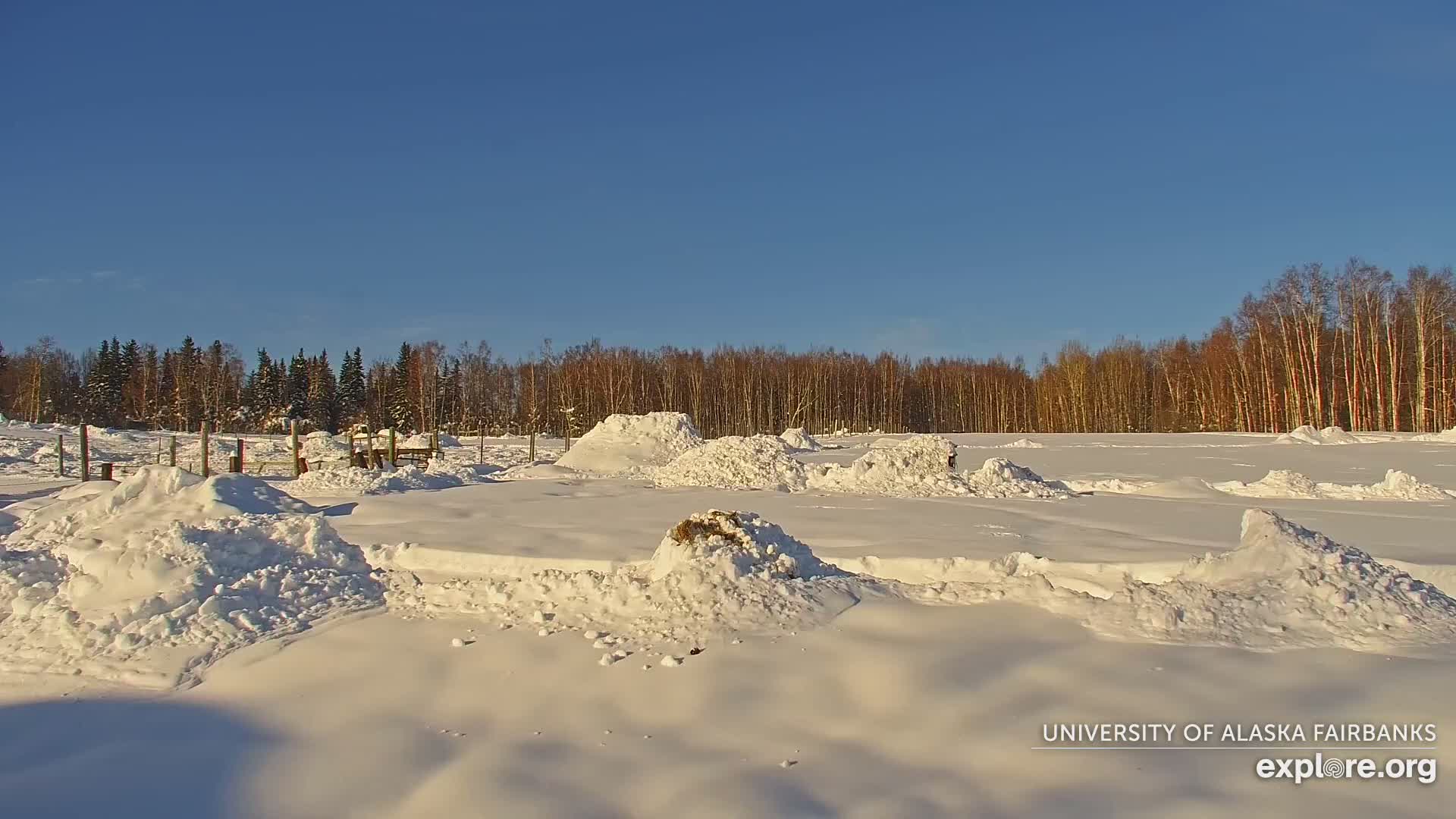 University of Alaska Fairbanks Large Animal Research Station Musk Ox Farm Live Cam - Musk Ox, College, Fairbanks North Star, Alaska, USA