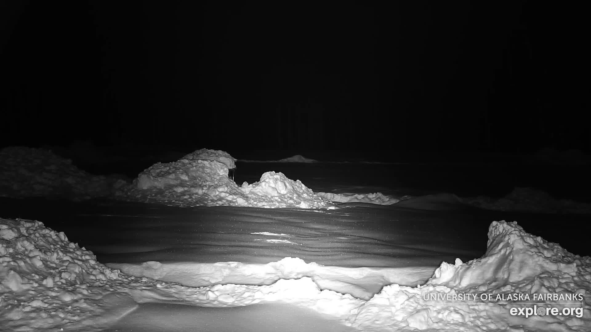 University of Alaska Fairbanks Large Animal Research Station Musk Ox Farm Live Cam - Musk Ox, College, Fairbanks North Star, Alaska, USA