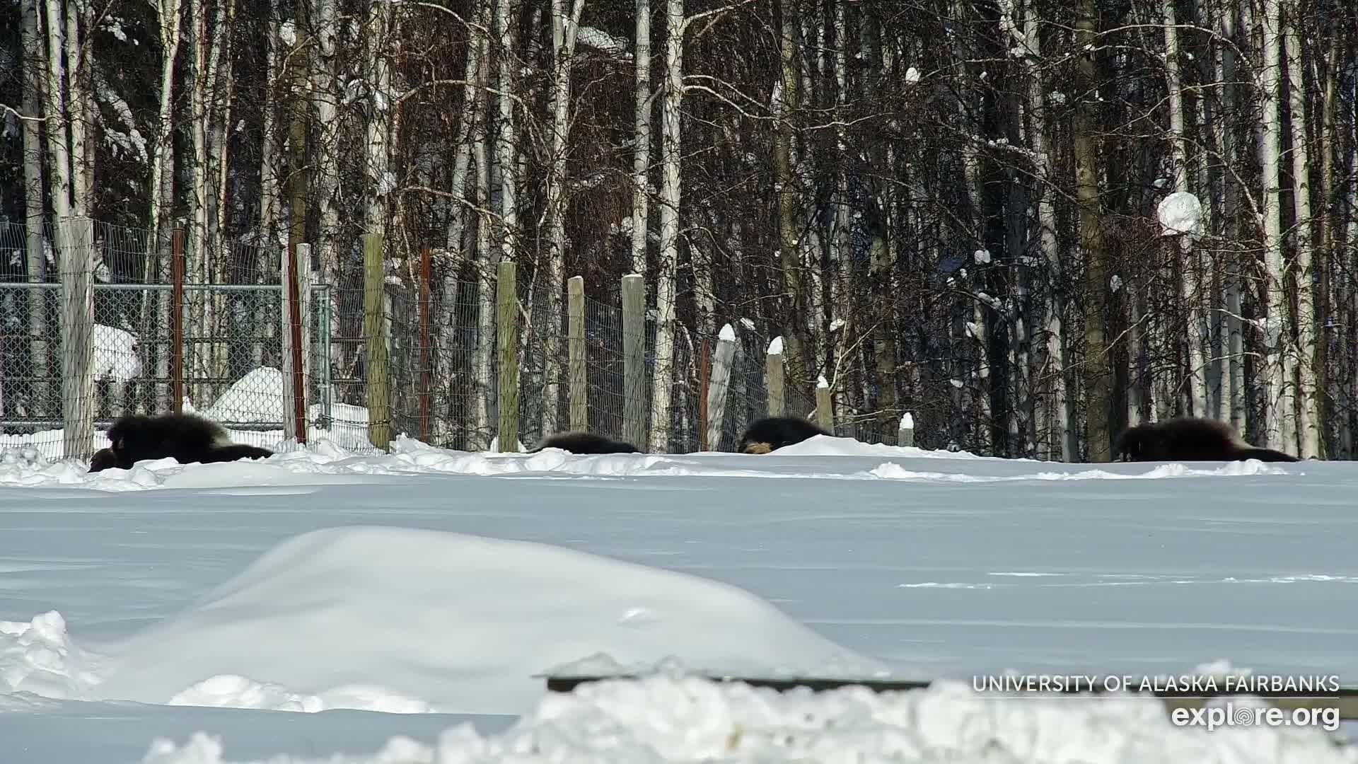University of Alaska Fairbanks Large Animal Research Station Musk Ox Farm Live Cam - Musk Ox, College, Fairbanks North Star, Alaska, USA