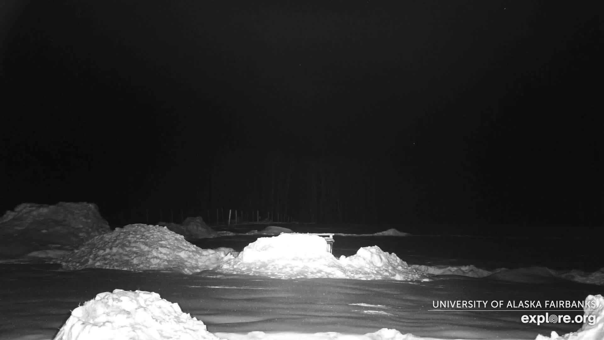 University of Alaska Fairbanks Large Animal Research Station Musk Ox Farm Live Cam - Musk Ox, College, Fairbanks North Star, Alaska, USA
