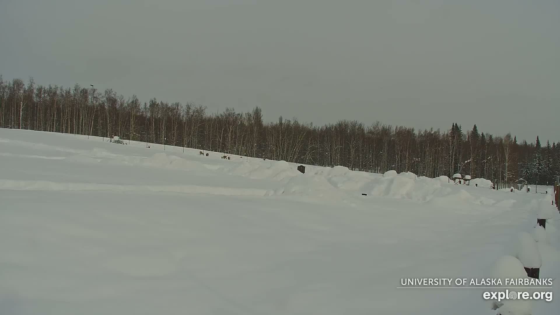 University of Alaska Fairbanks Large Animal Research Station Musk Ox Farm Live Cam - Musk Ox, College, Fairbanks North Star, Alaska, USA