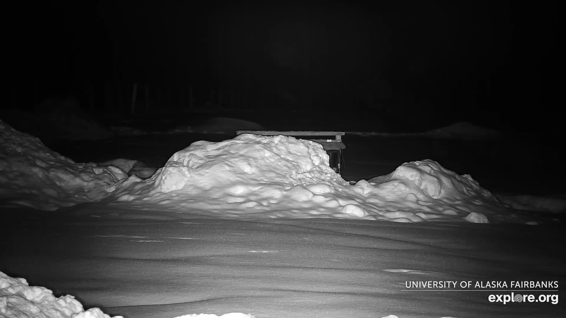 University of Alaska Fairbanks Large Animal Research Station Musk Ox Farm Live Cam - Musk Ox, College, Fairbanks North Star, Alaska, USA
