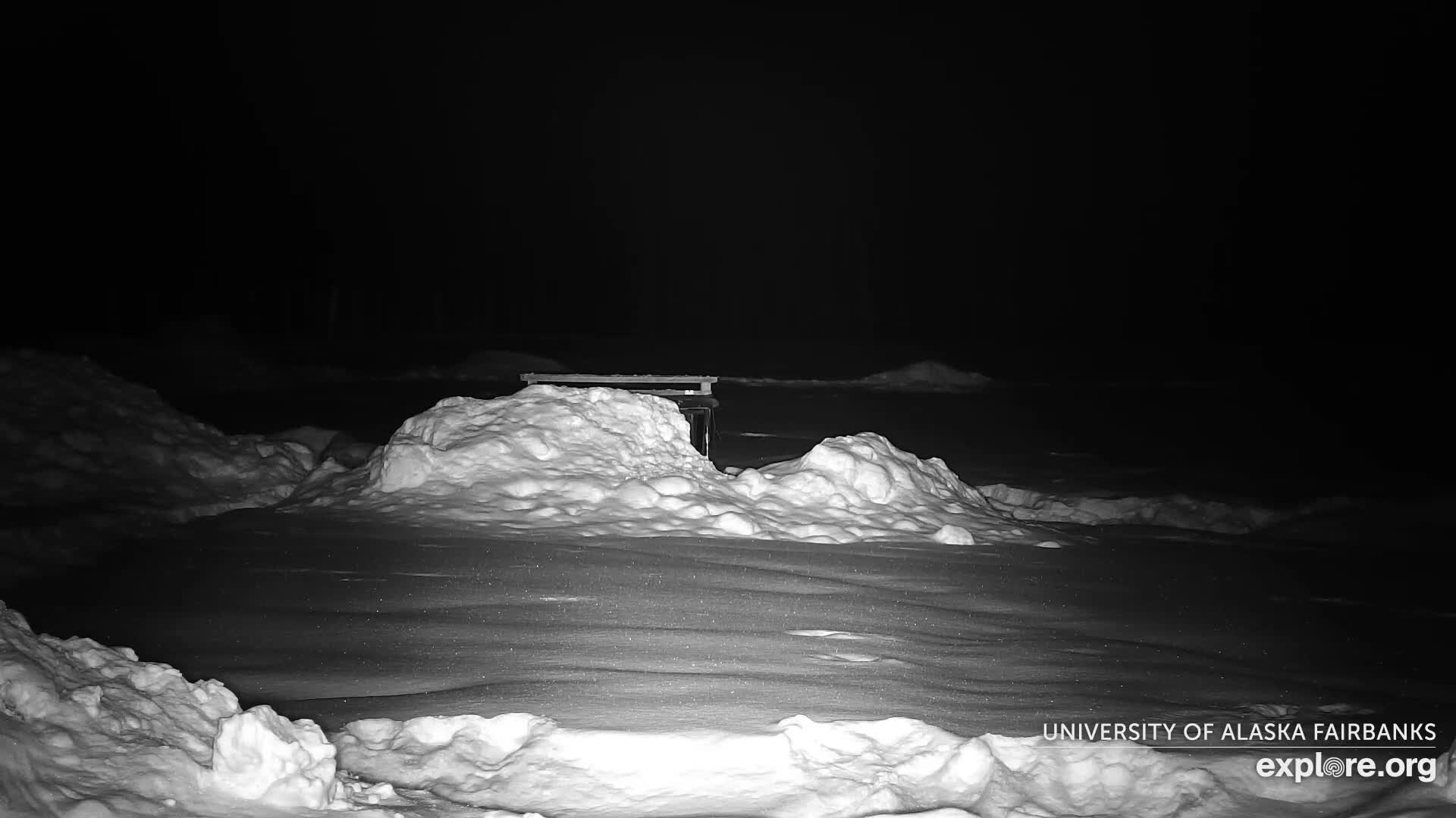 University of Alaska Fairbanks Large Animal Research Station Musk Ox Farm Live Cam - Musk Ox, College, Fairbanks North Star, Alaska, USA