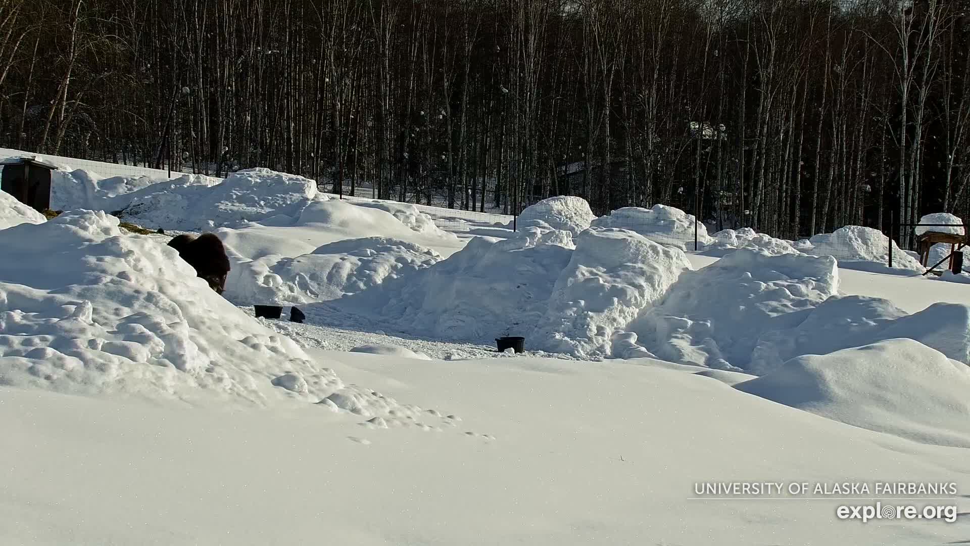 University of Alaska Fairbanks Large Animal Research Station Musk Ox Farm Live Cam - Musk Ox, College, Fairbanks North Star, Alaska, USA